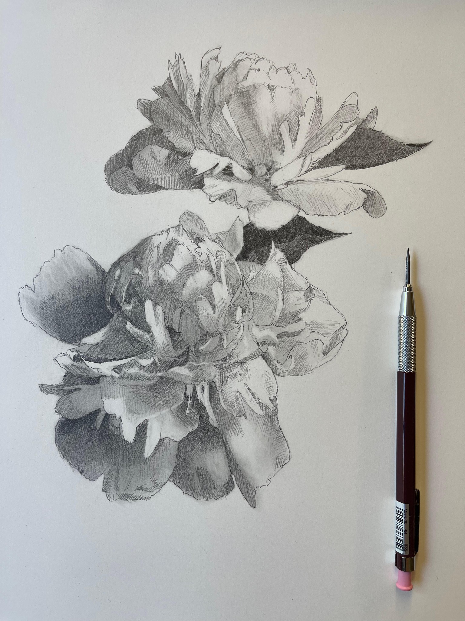 Peony Drawing - image 1 - student project