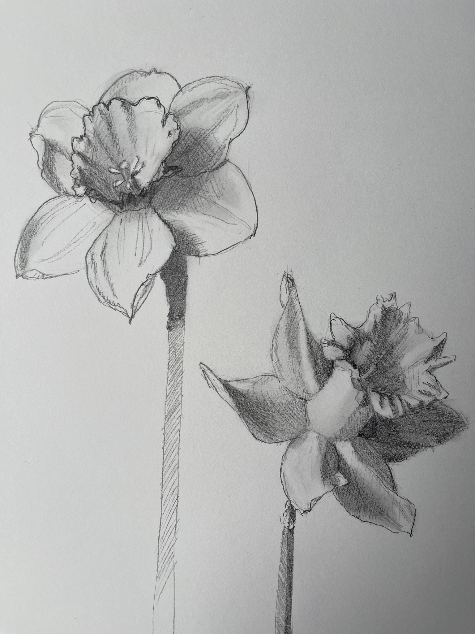 Daffodil drawings - image 2 - student project