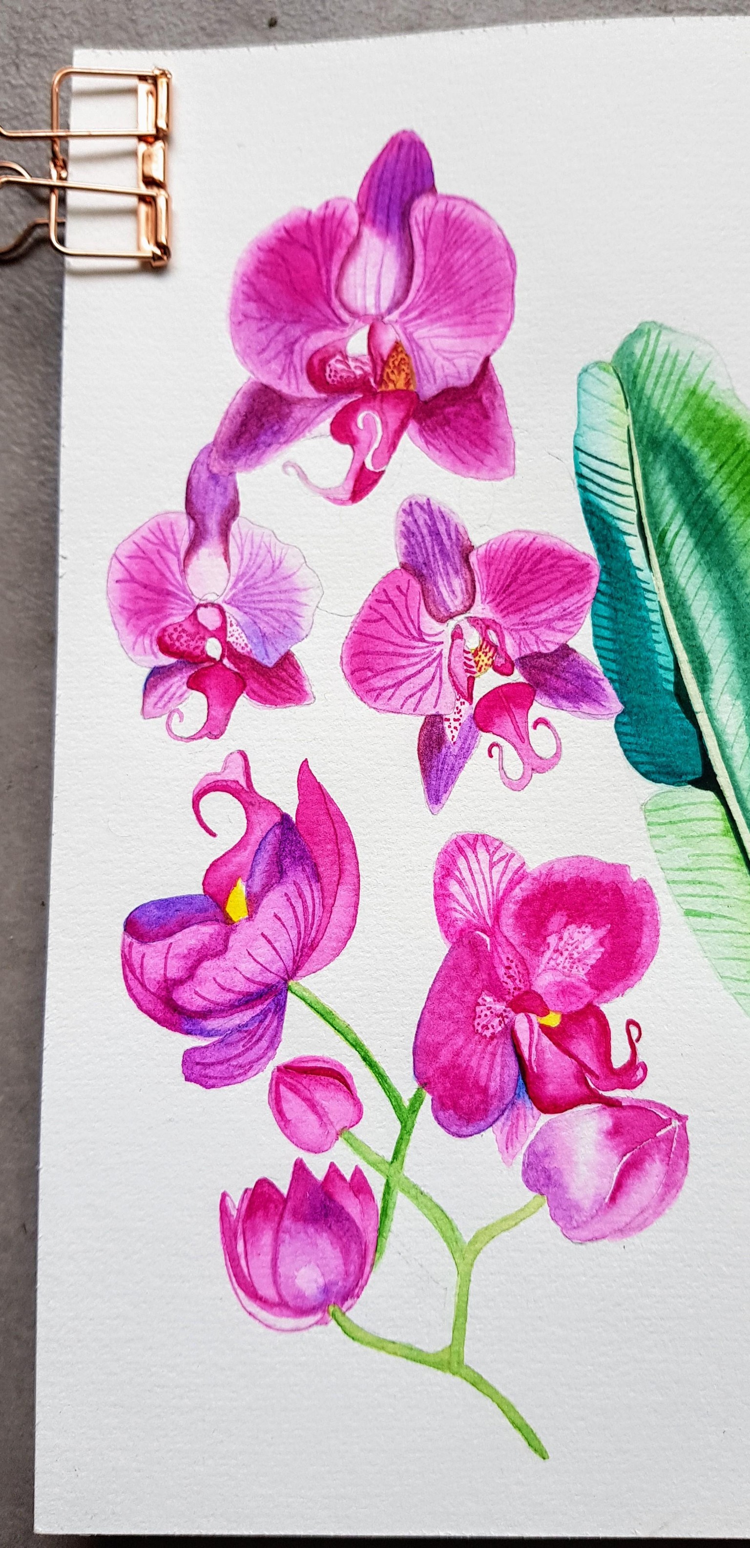 Orchids watercolours - image 2 - student project