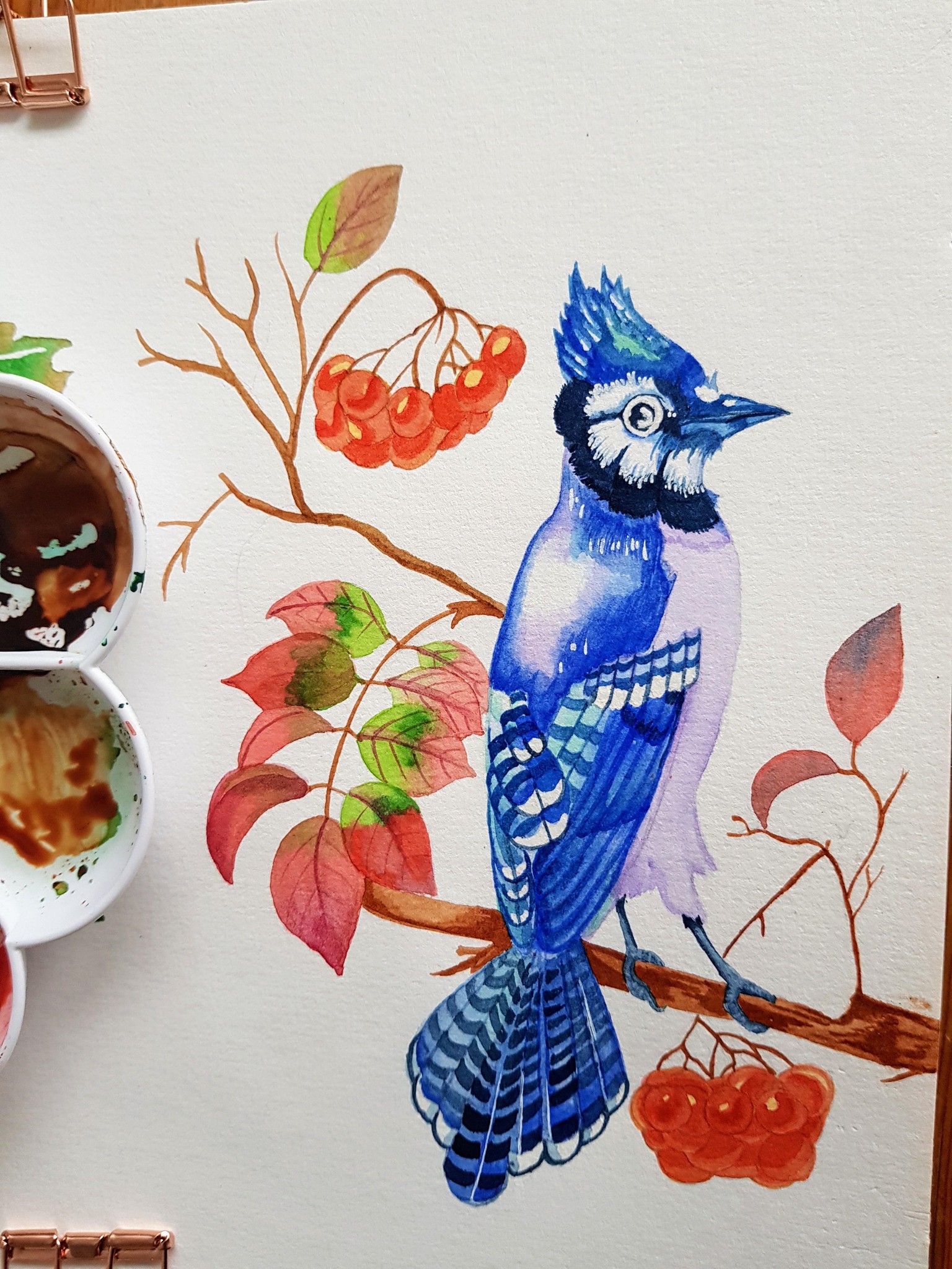 Blue Jay - image 2 - student project
