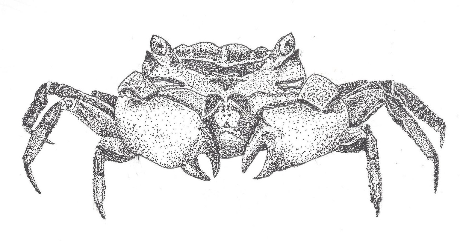 Crab Stipple - image 1 - student project