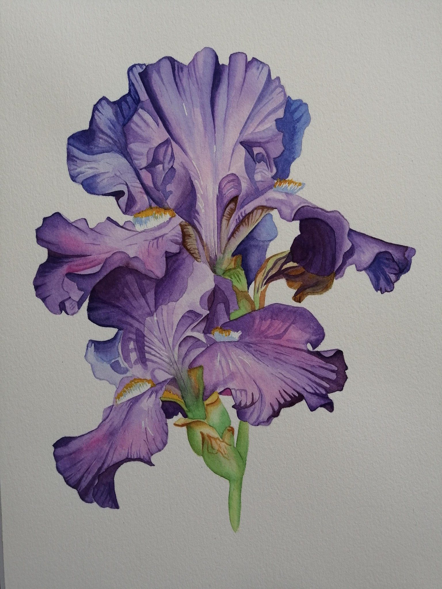 Iris - image 1 - student project