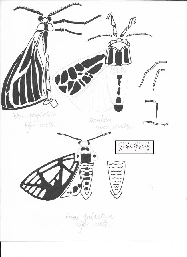 Moths! - image 1 - student project
