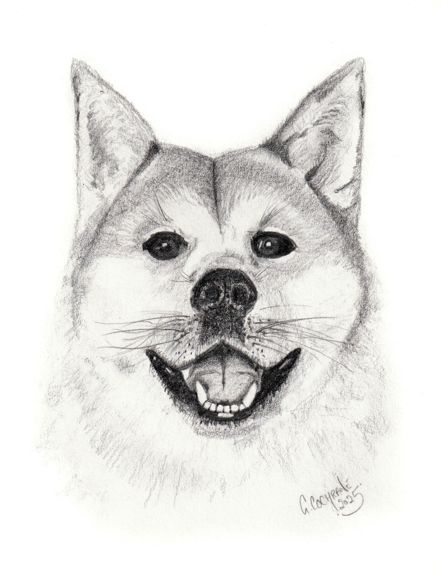 Dog Sketches - image 2 - student project