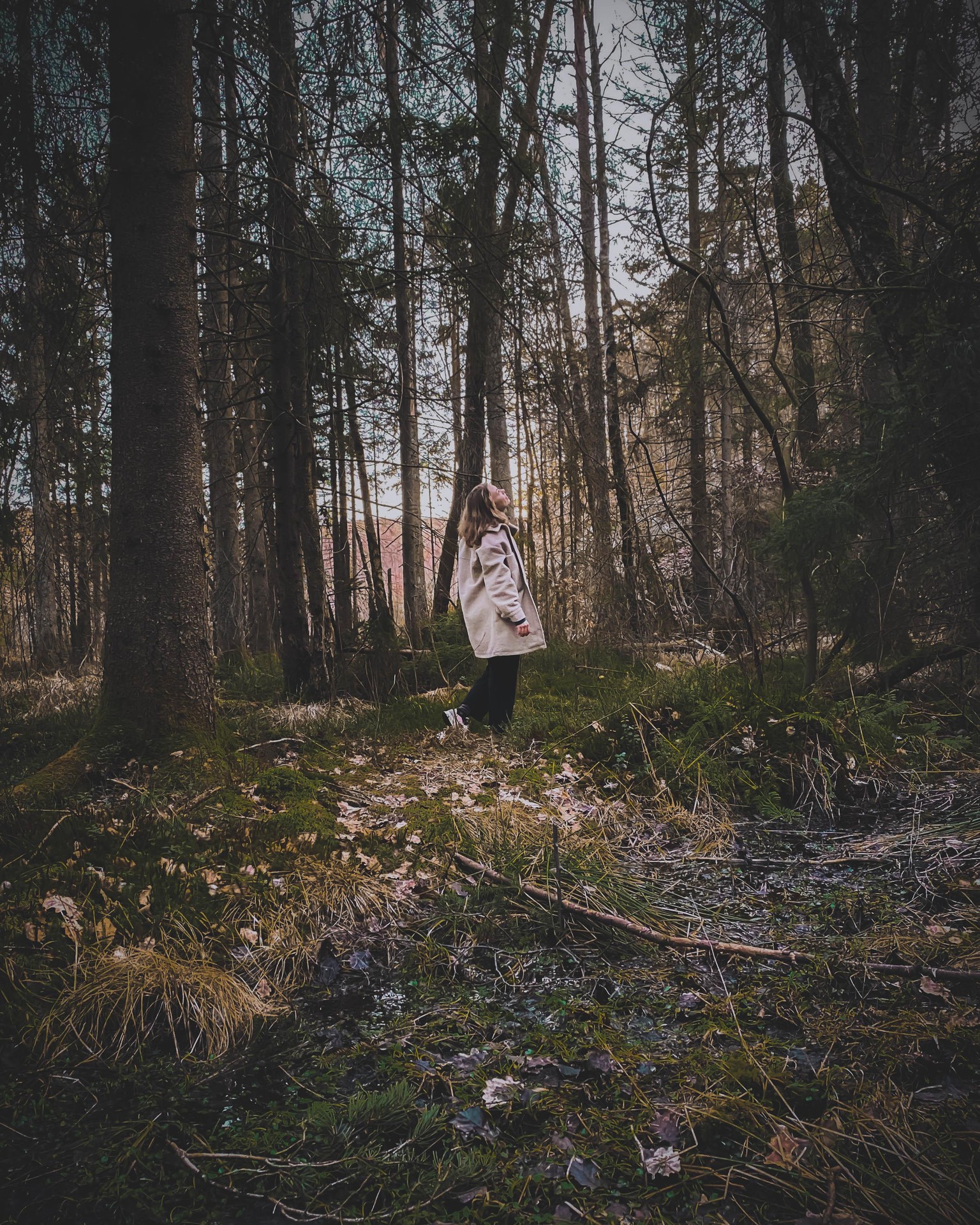 Fairytale woods - image 2 - student project