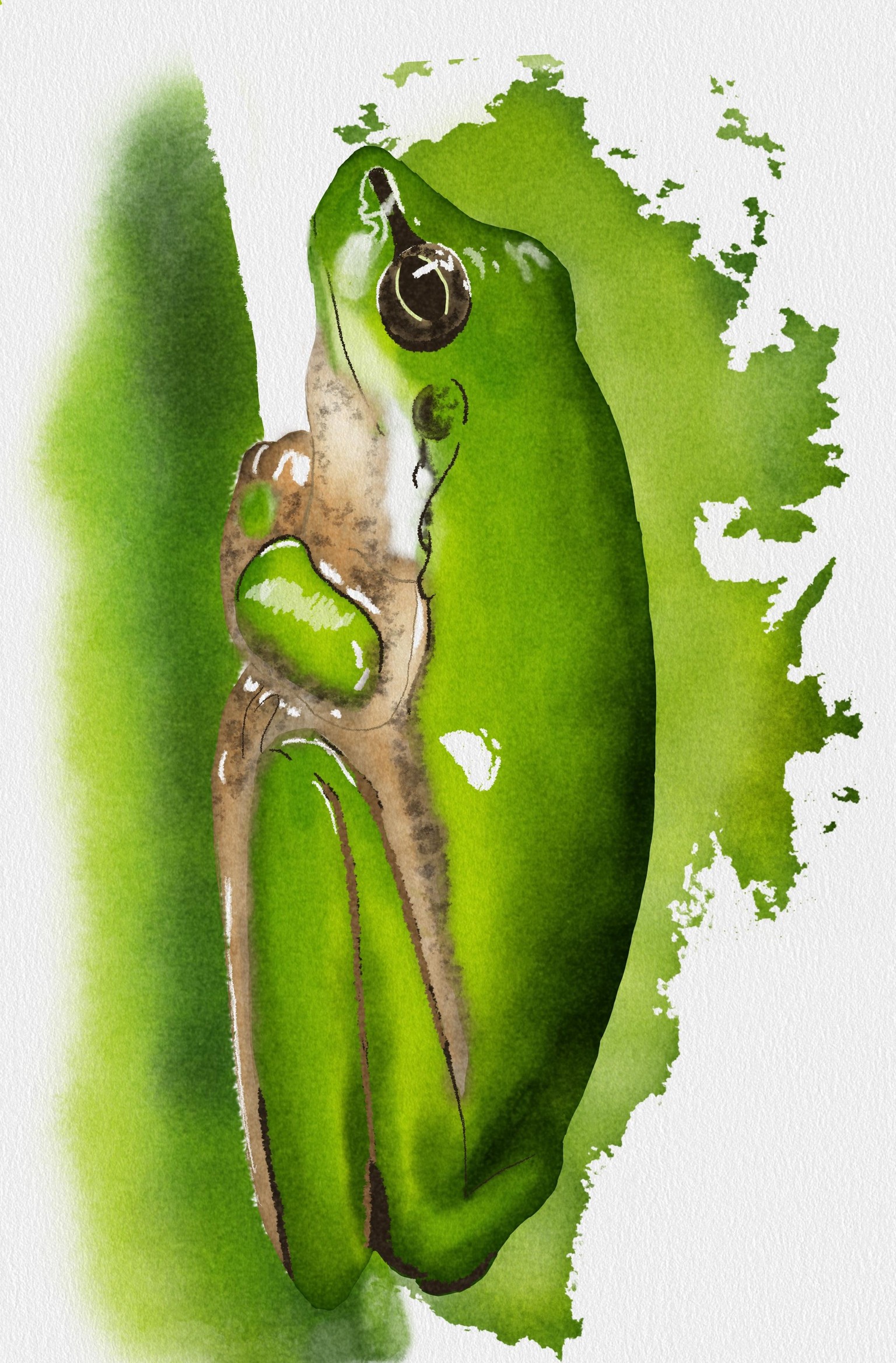 Pear, Kingfisher & Frog - image 1 - student project
