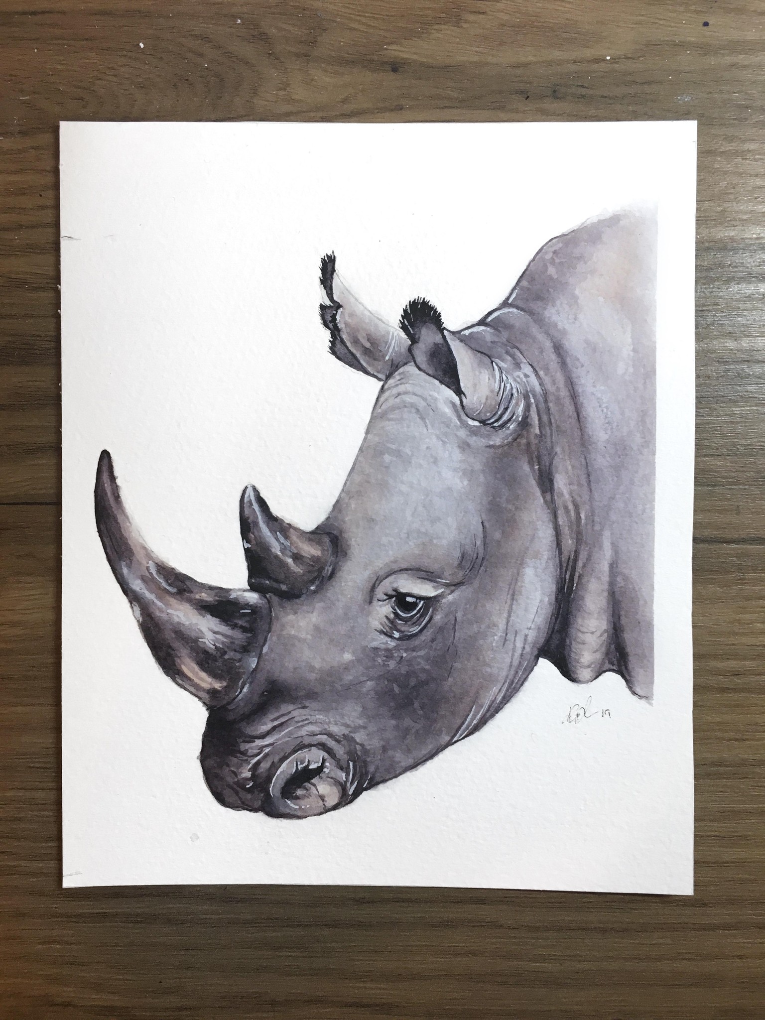 First attempt at a Rhino - image 1 - student project
