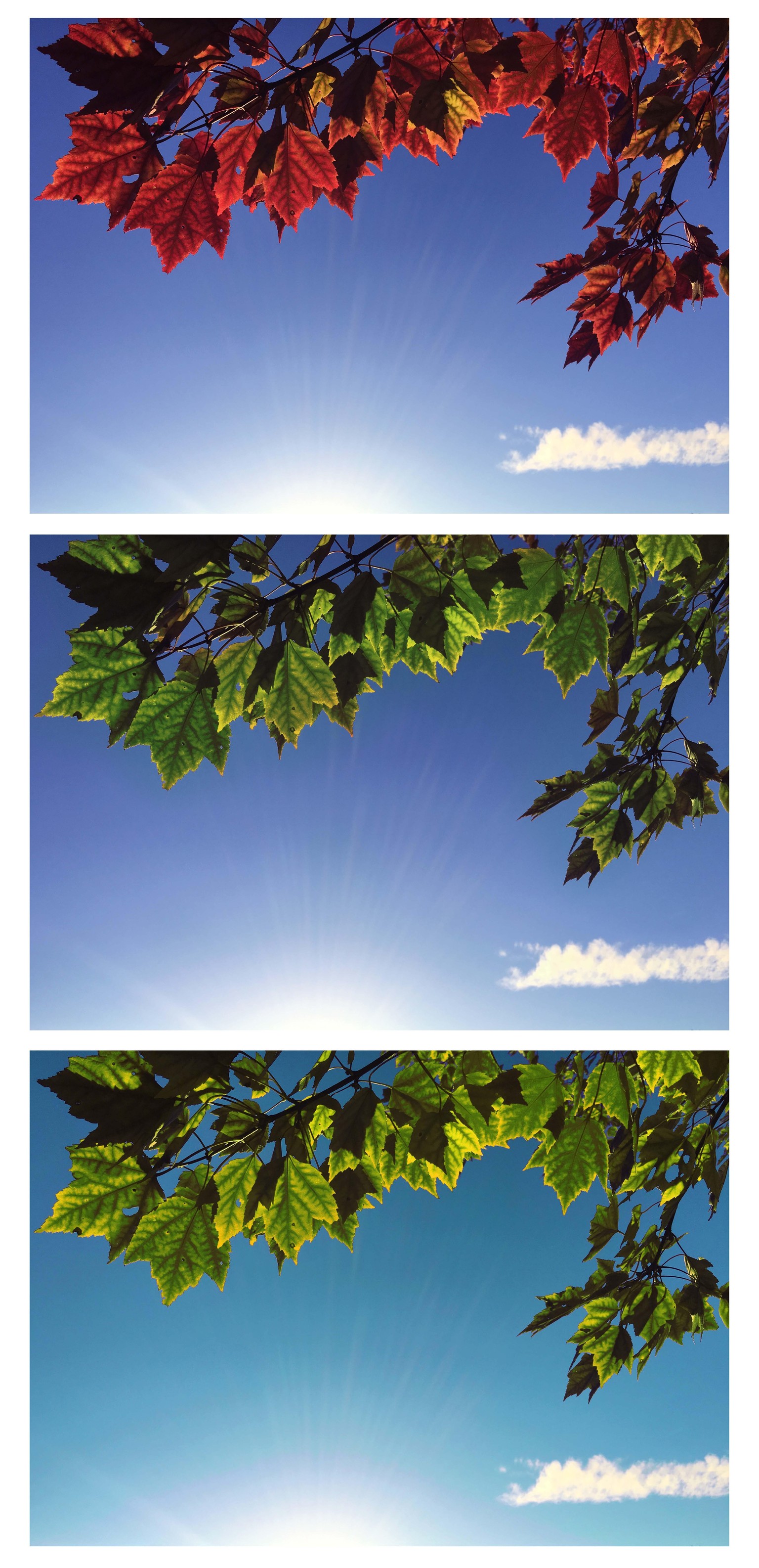 Color change! - image 5 - student project