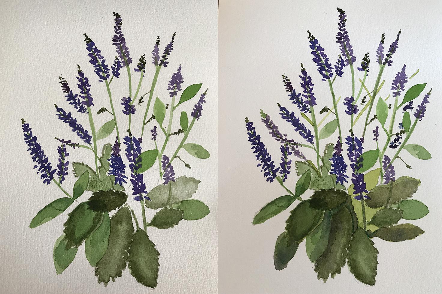 orchids and salvia - image 1 - student project