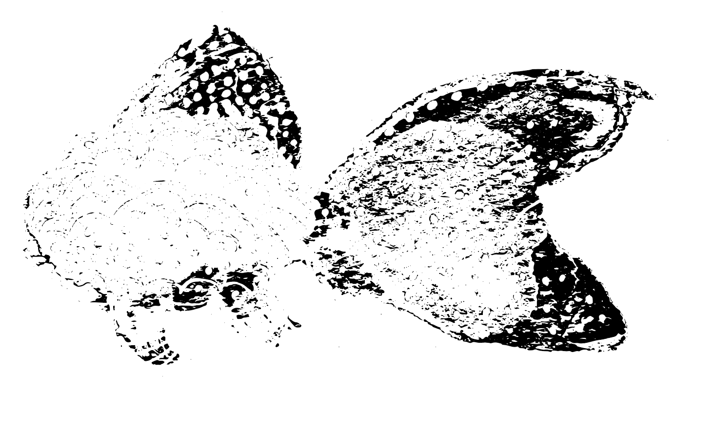 DIGITAL FISH - image 2 - student project