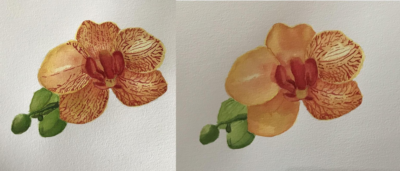orchids and salvia - image 2 - student project