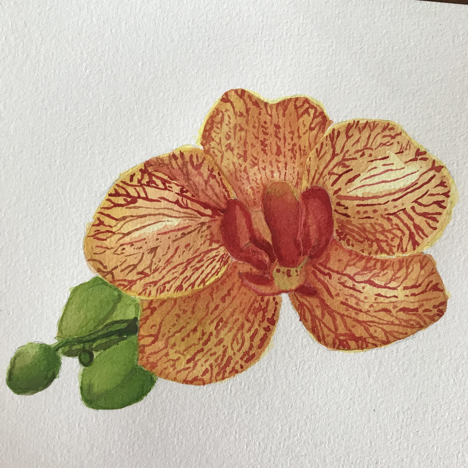 orchids and salvia - image 3 - student project