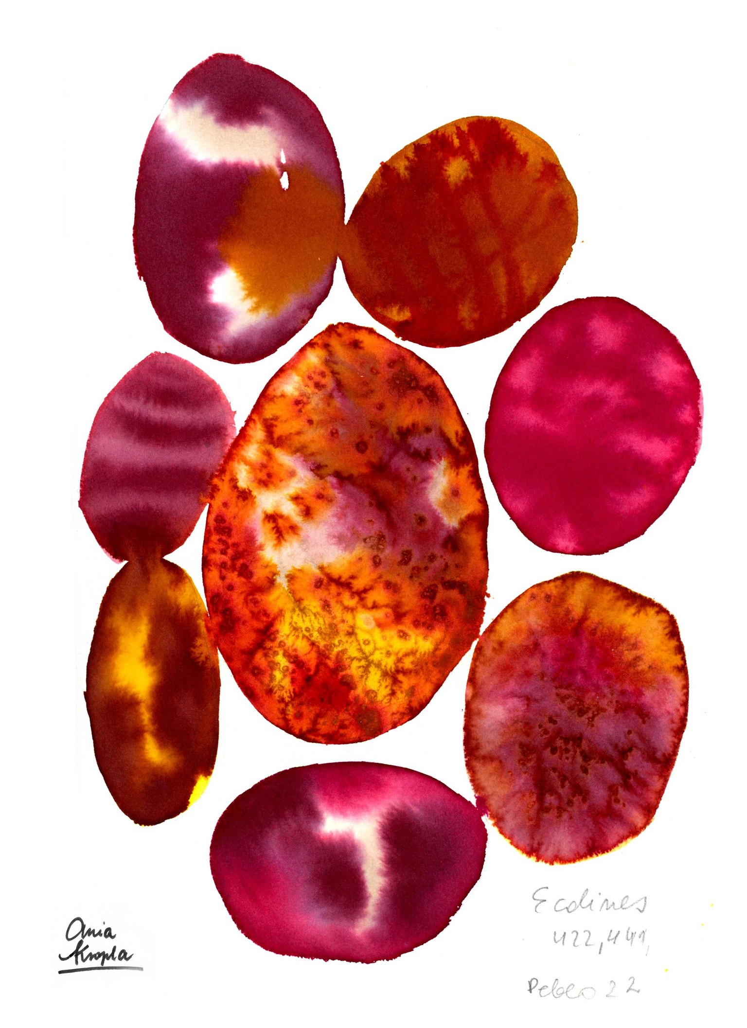 Anna's Pebbles and Cactuses - image 4 - student project