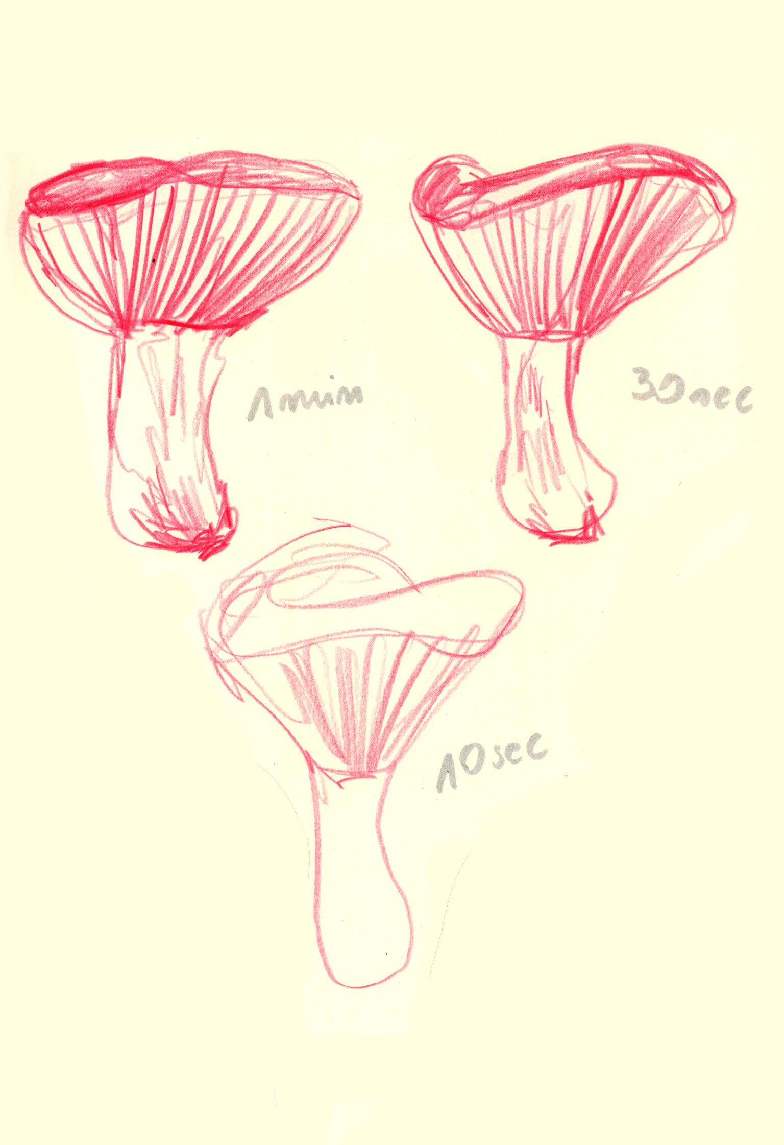 My artistic natural exploration - image 4 - student project