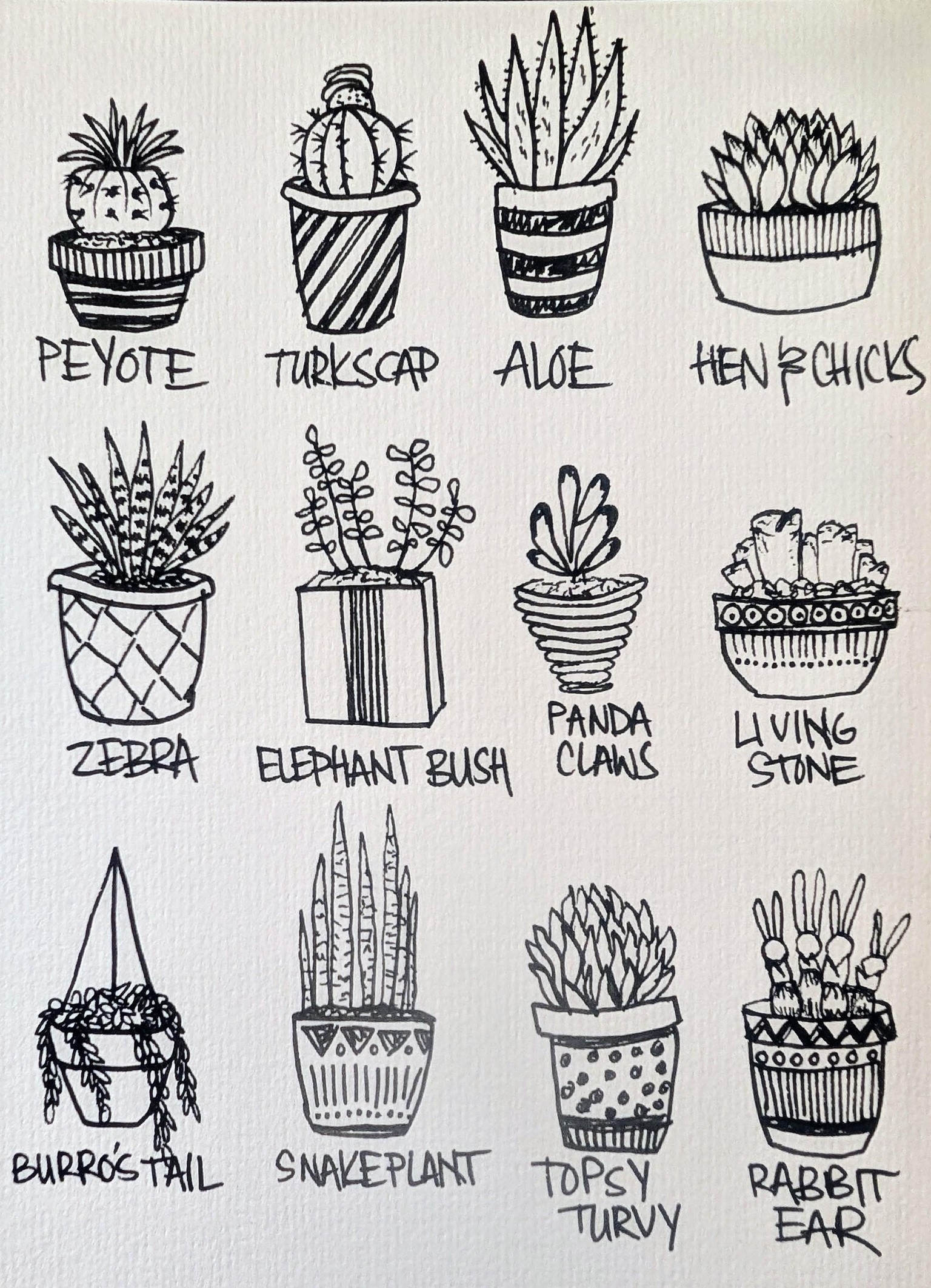 My succulents - image 1 - student project