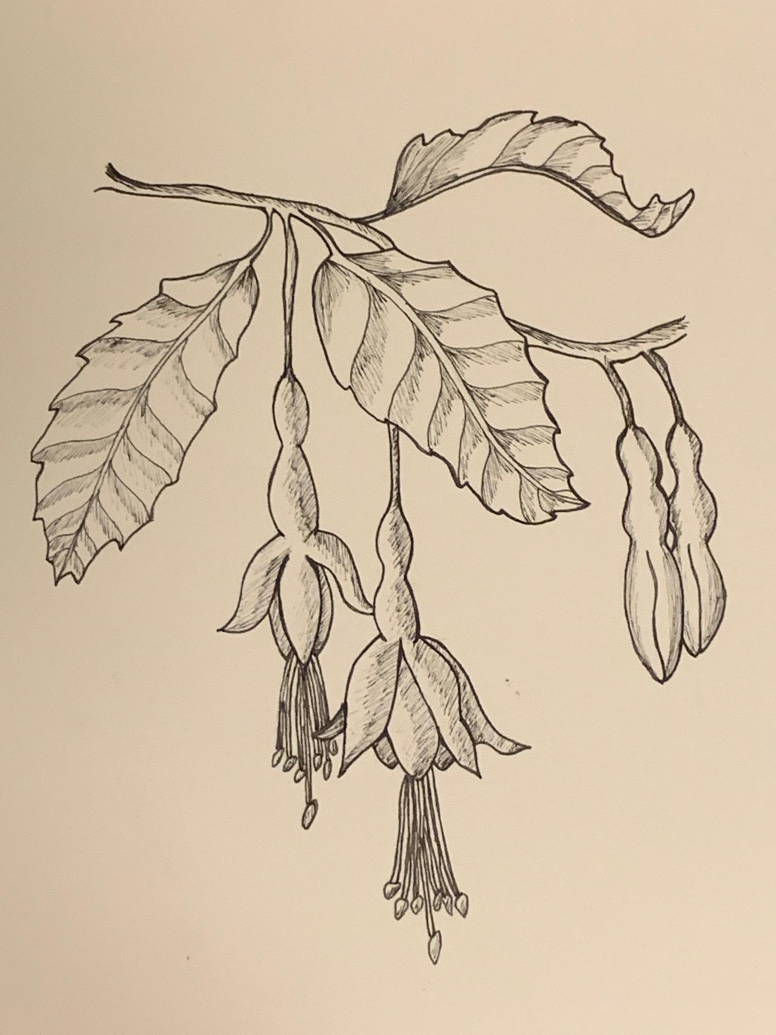 Flower drawing - image 1 - student project