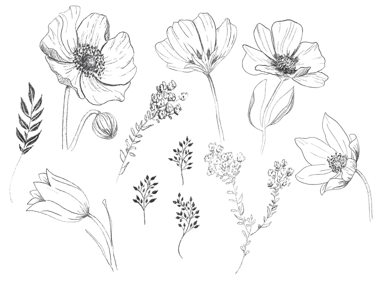 Botanicals - image 1 - student project