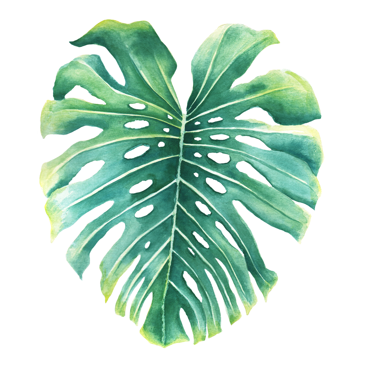Monstera Leaf Illustration - image 1 - student project