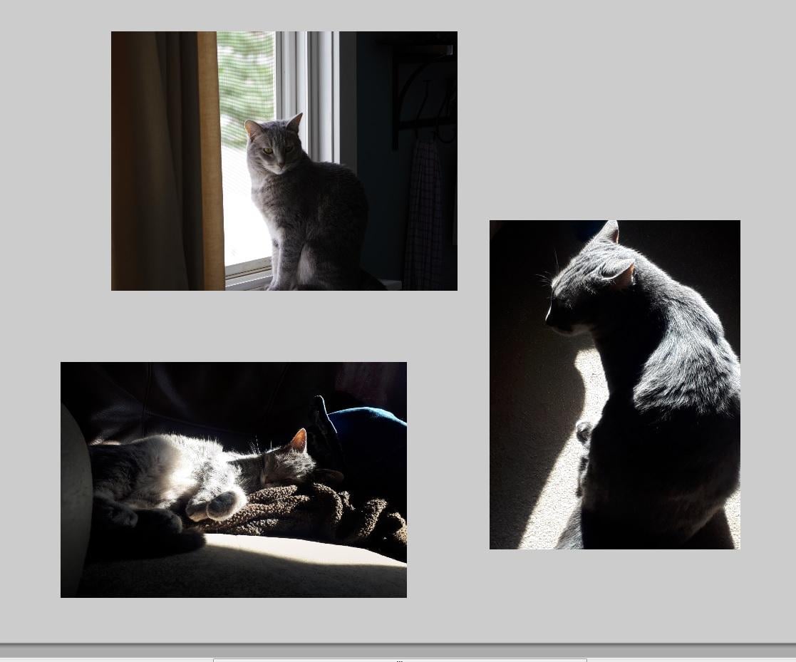 Cat & light as a metaphor - image 1 - student project