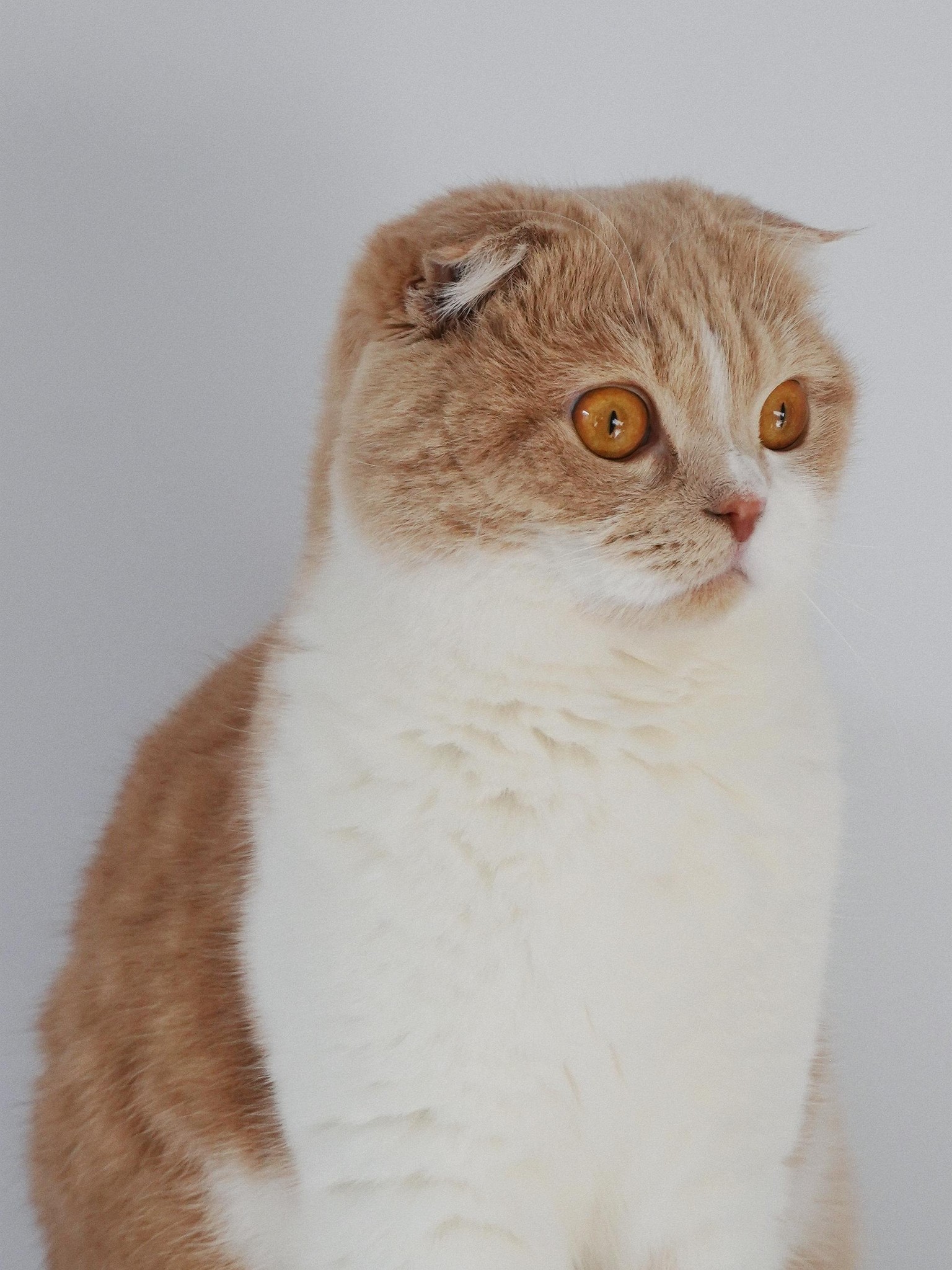 My cat Pasta - image 3 - student project