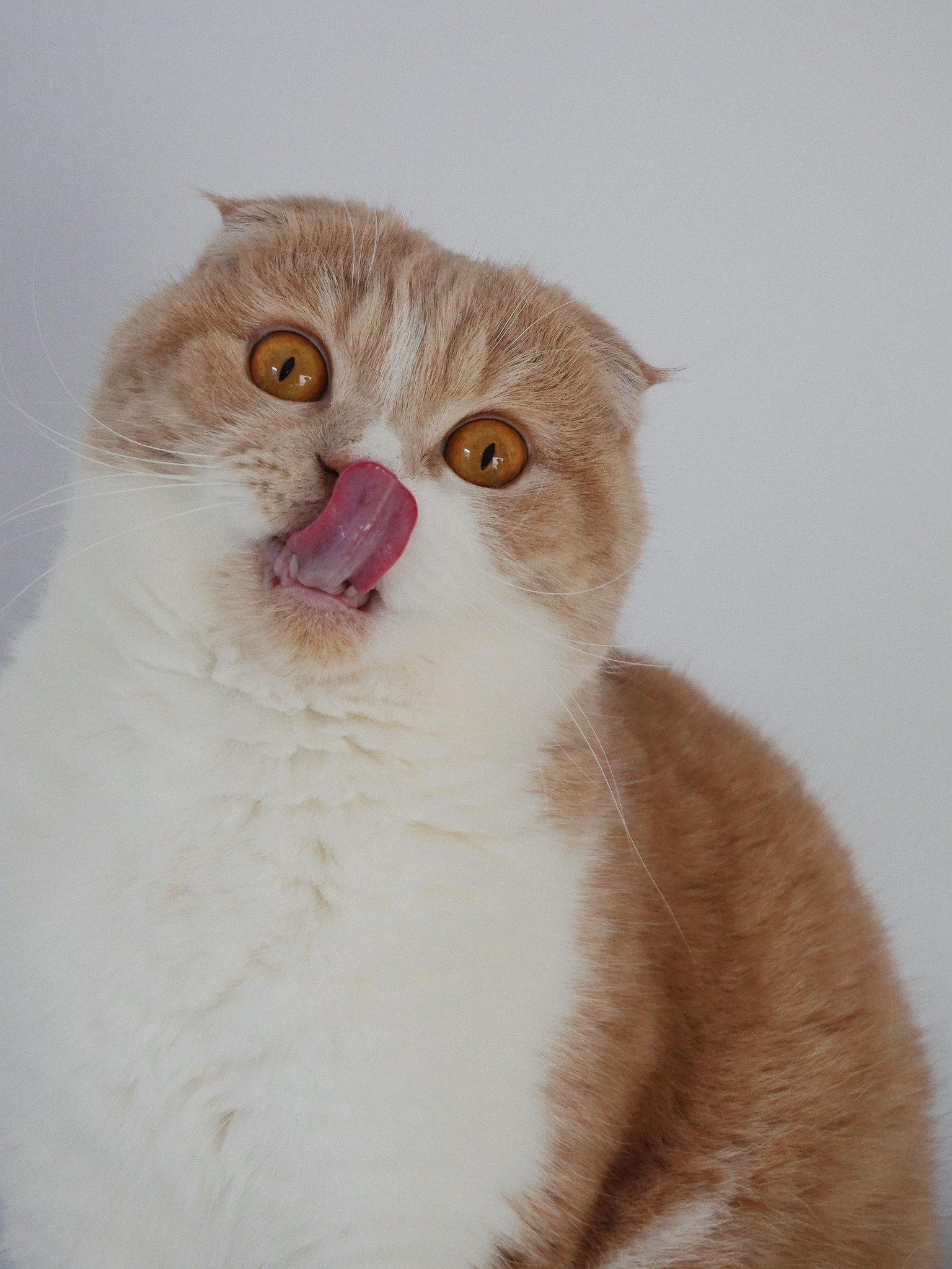 My cat Pasta - image 2 - student project