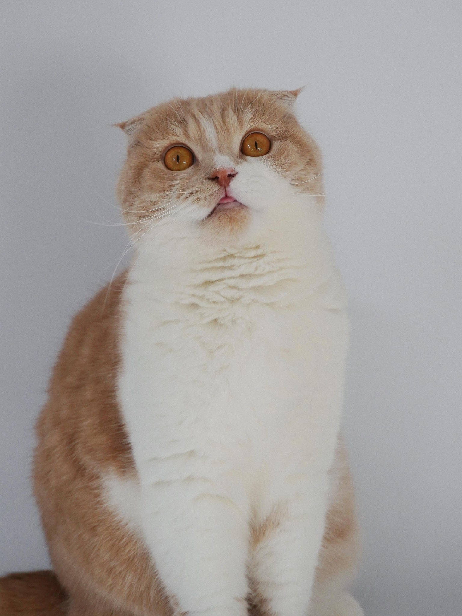 My cat Pasta - image 1 - student project