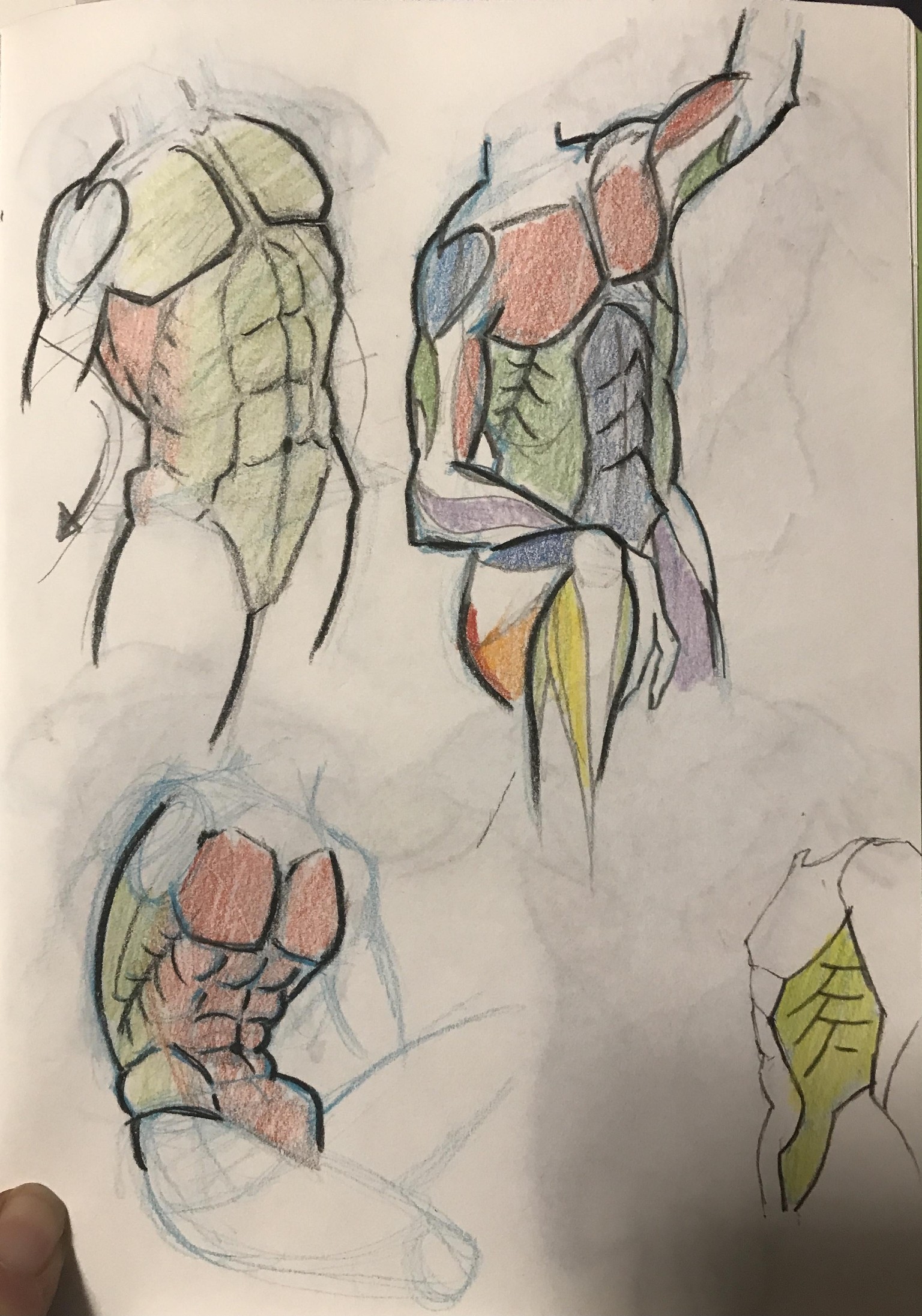 Anatomy with JAZZA - image 7 - student project
