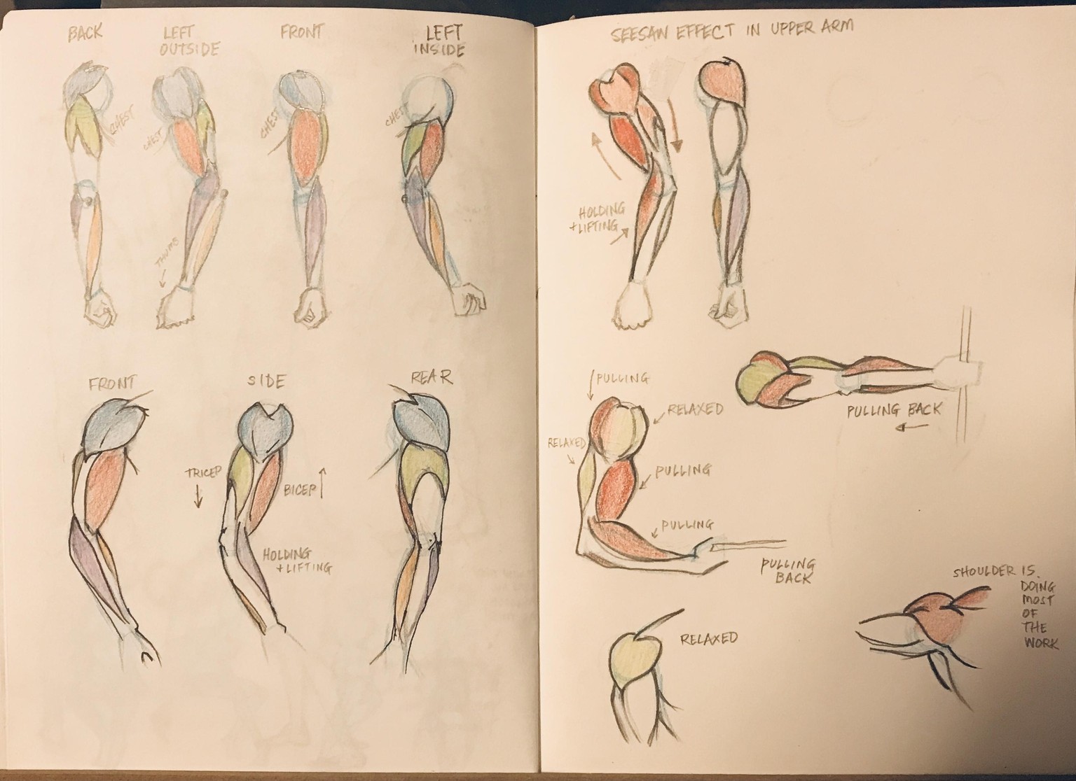 Anatomy with JAZZA - image 2 - student project