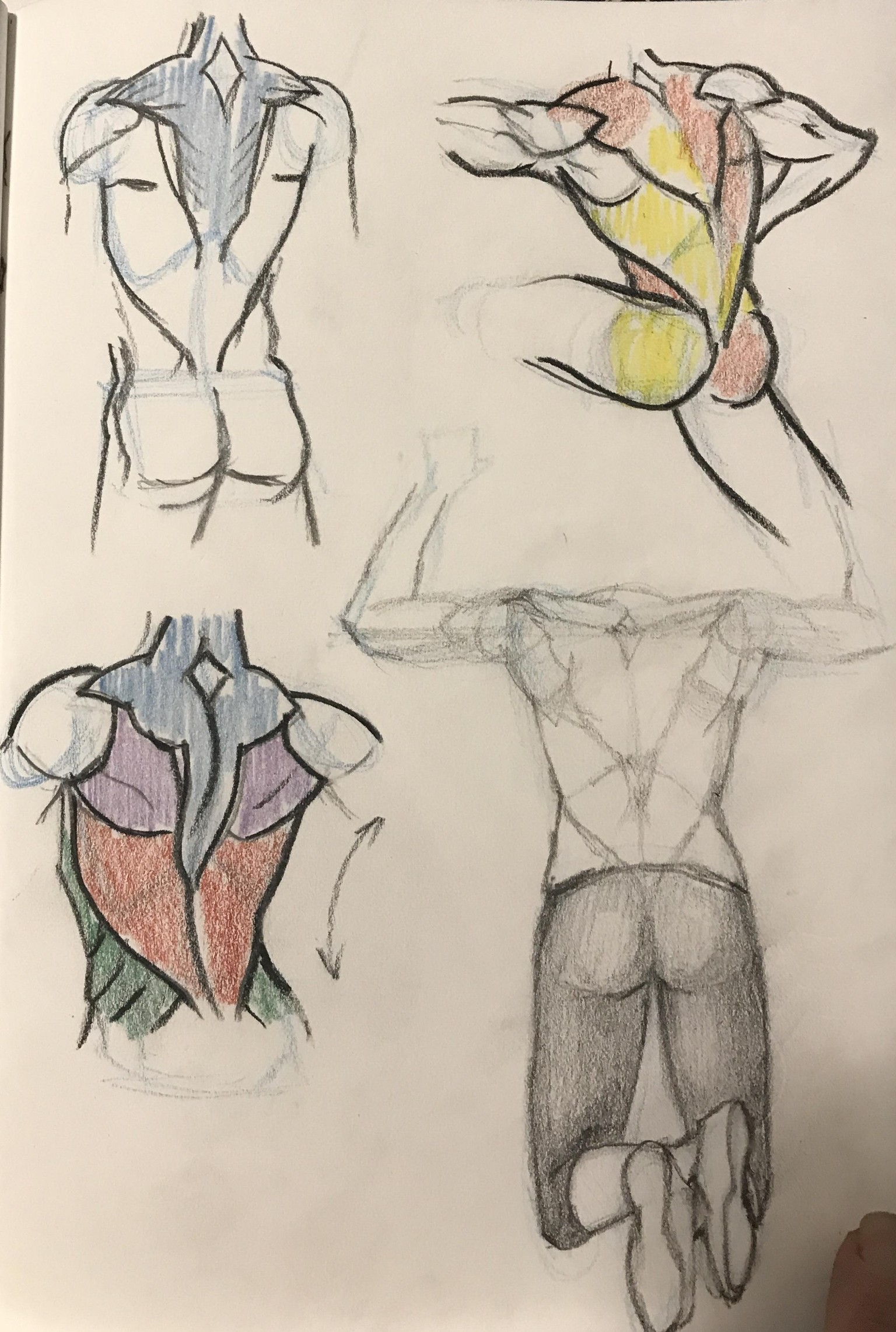 Anatomy with JAZZA - image 9 - student project