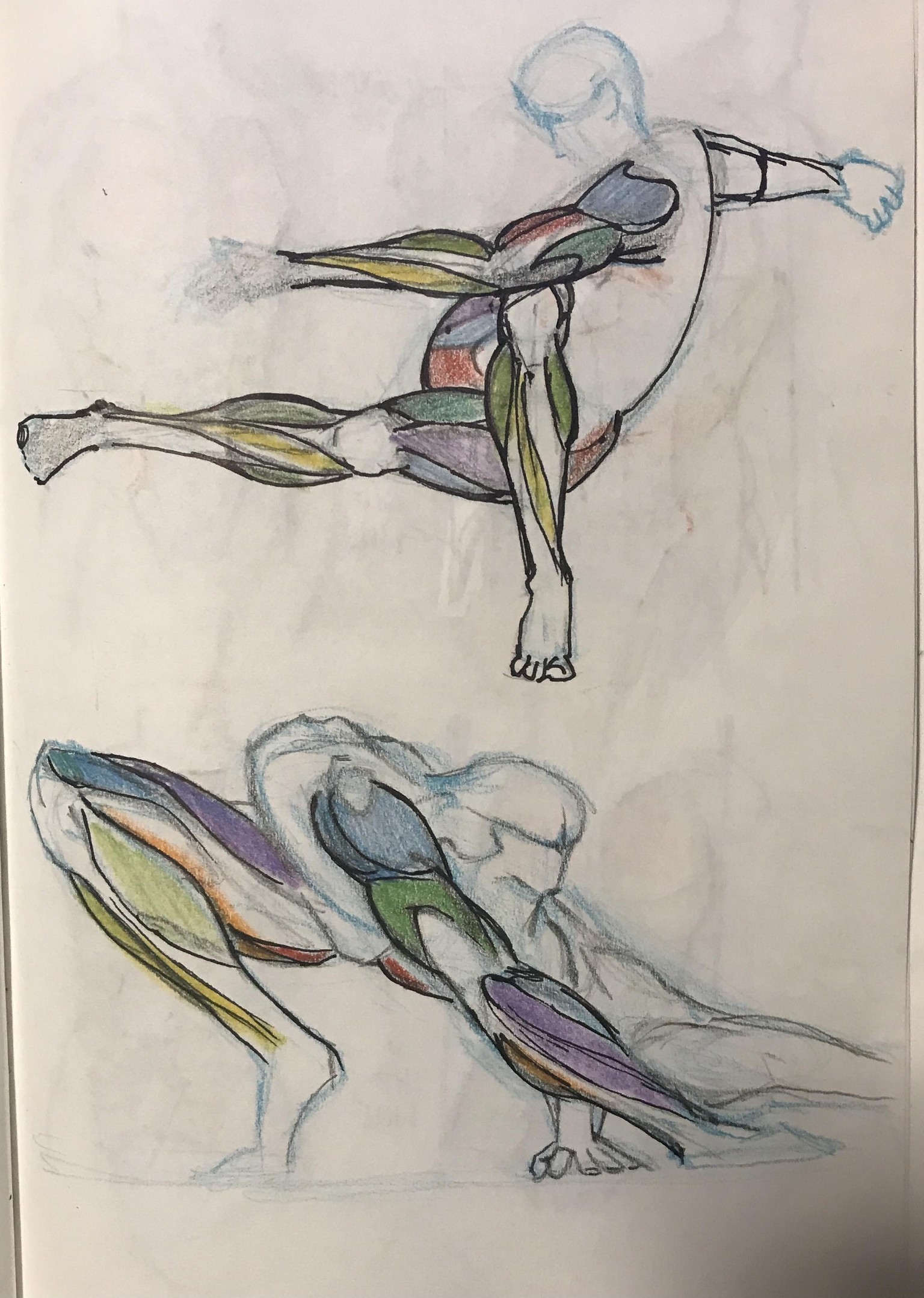 Anatomy with JAZZA - image 5 - student project