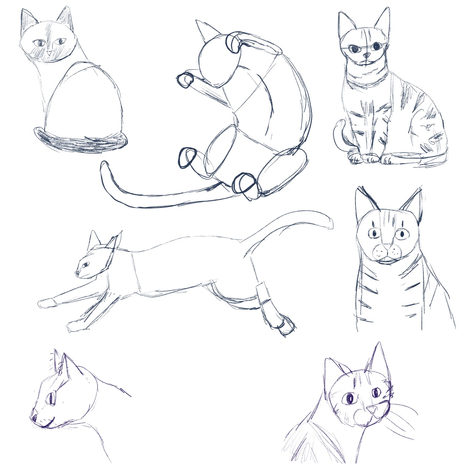 Rough sketches of cats - image 1 - student project