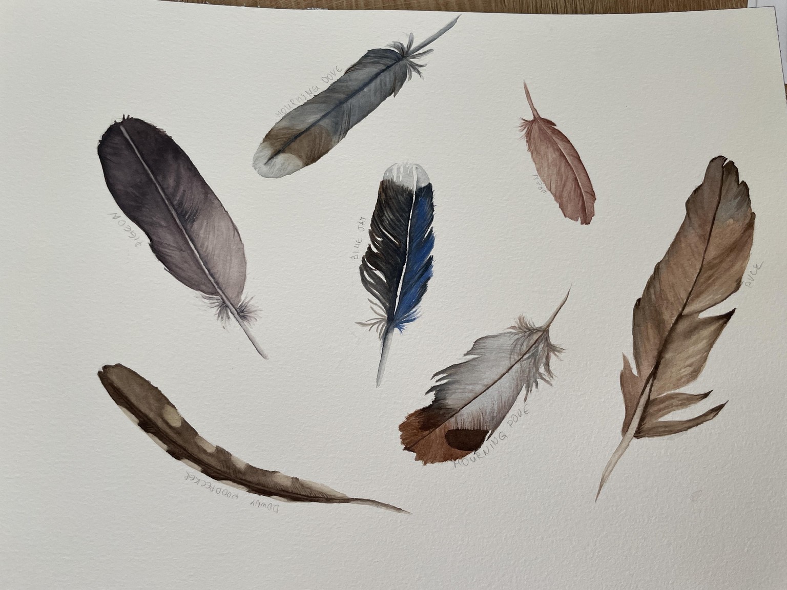 Feathers - image 1 - student project