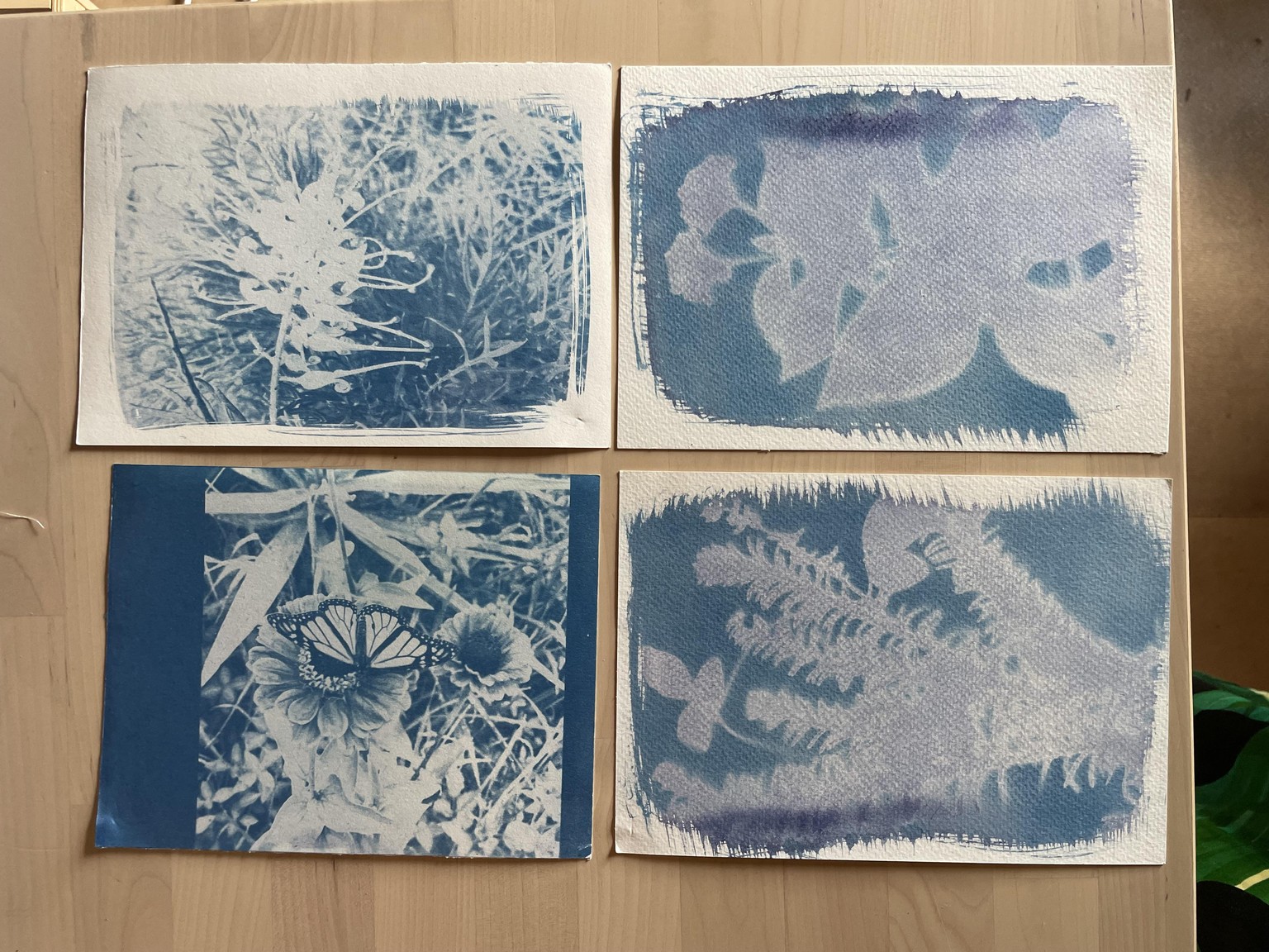 BLUE LOVE my first cyanotypes - image 3 - student project