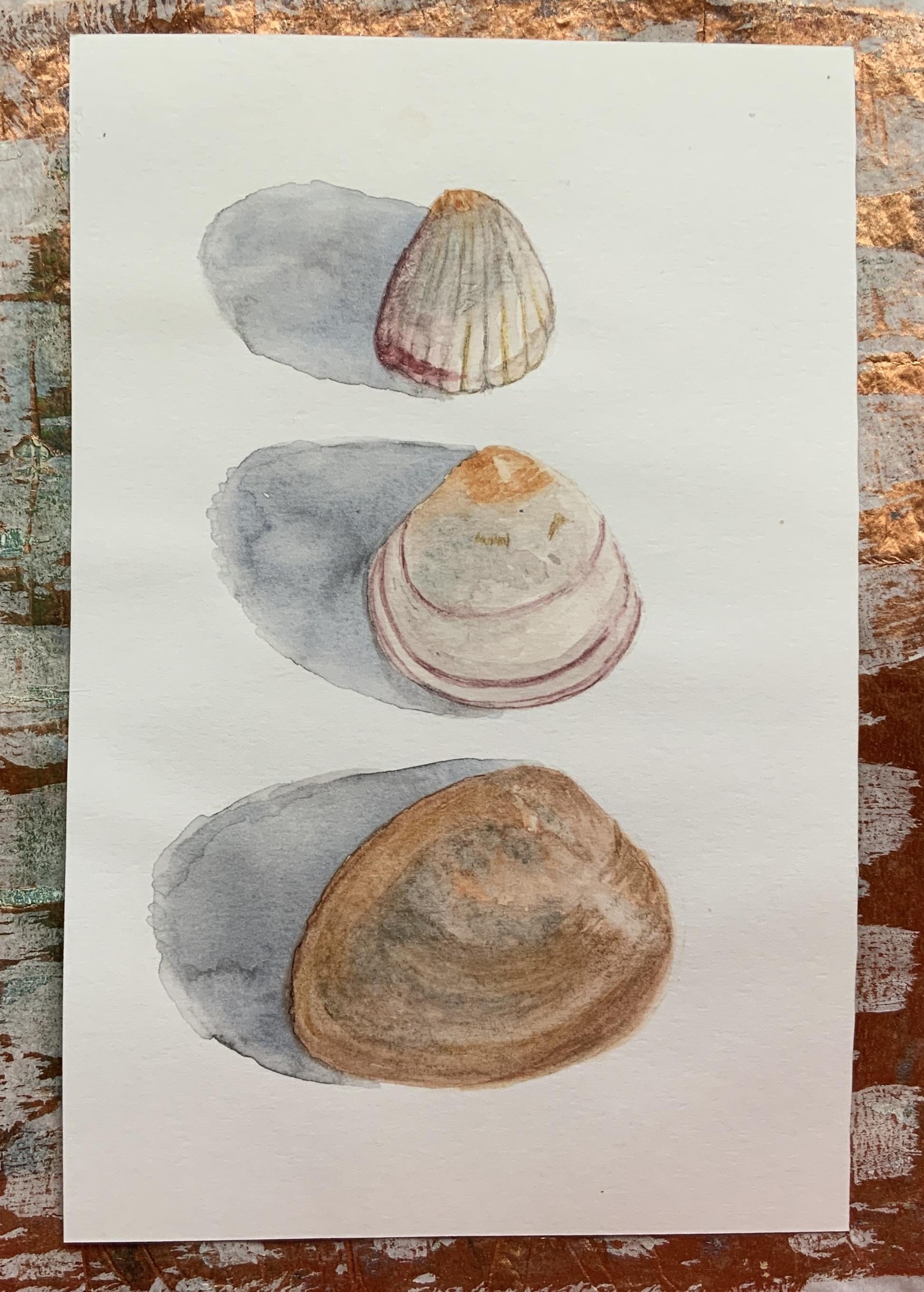 She sells sea shells… - image 1 - student project