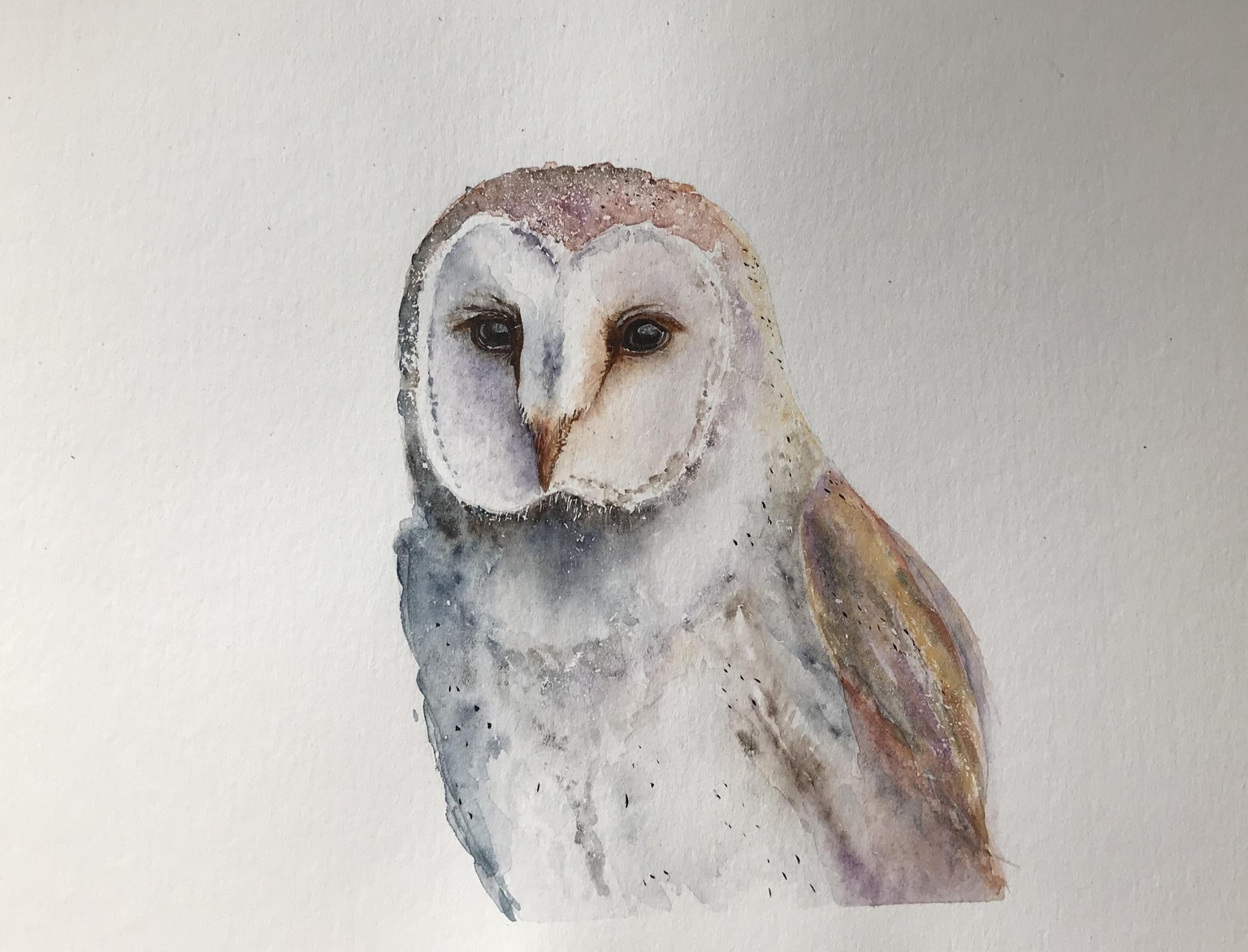 Barn Owl - image 2 - student project
