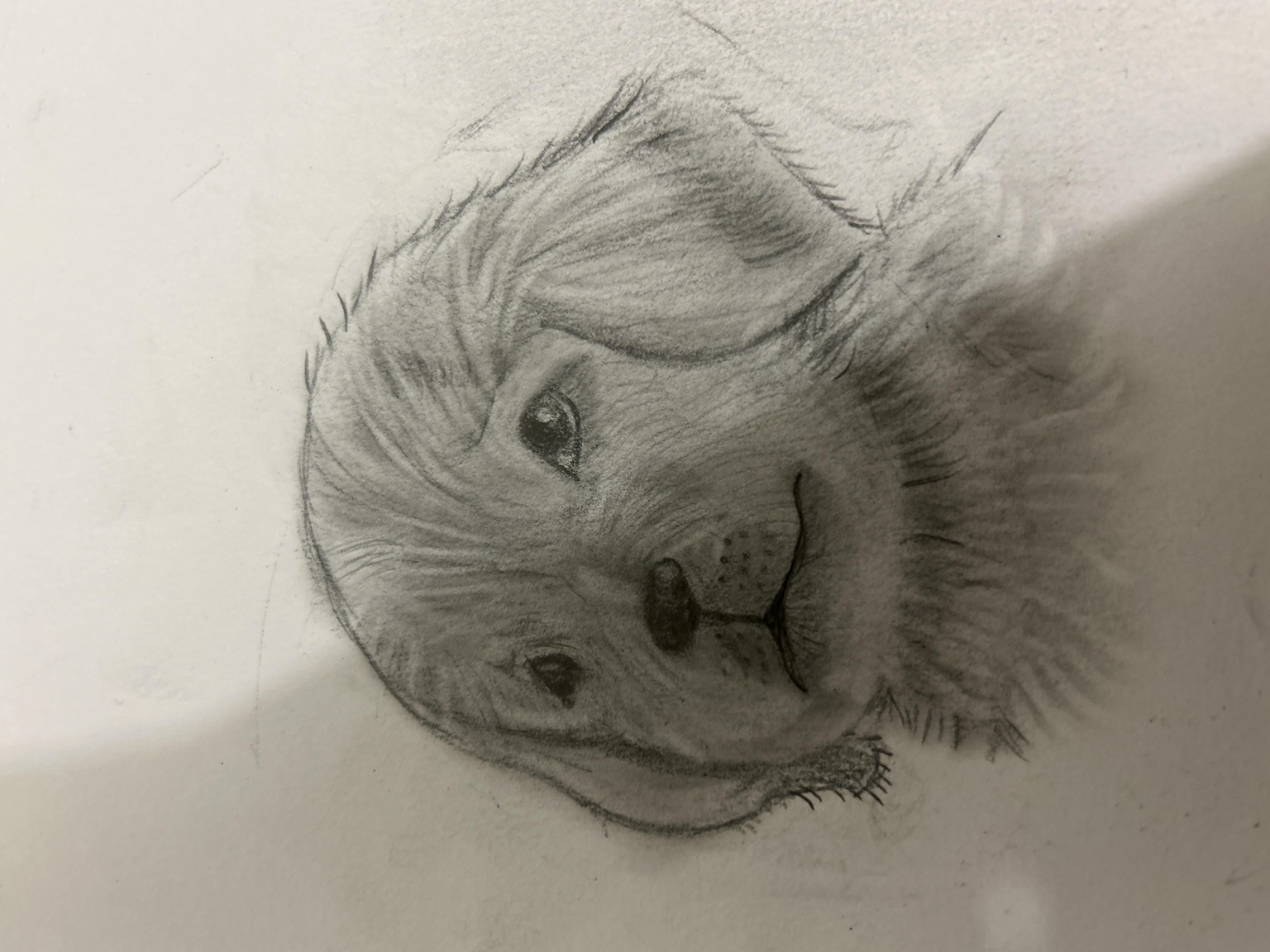 Circle and Puppy - image 1 - student project