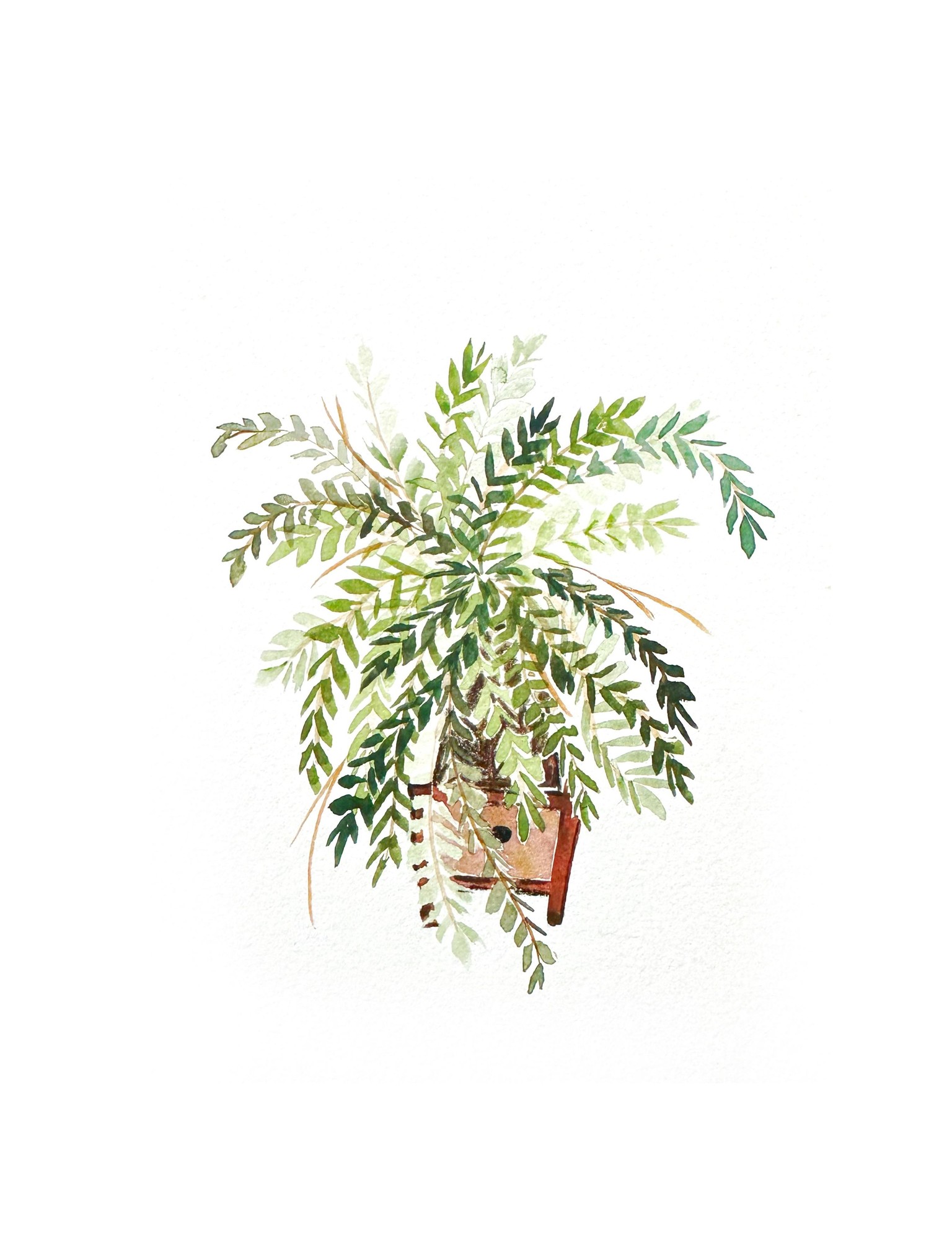 Fern Project - image 1 - student project