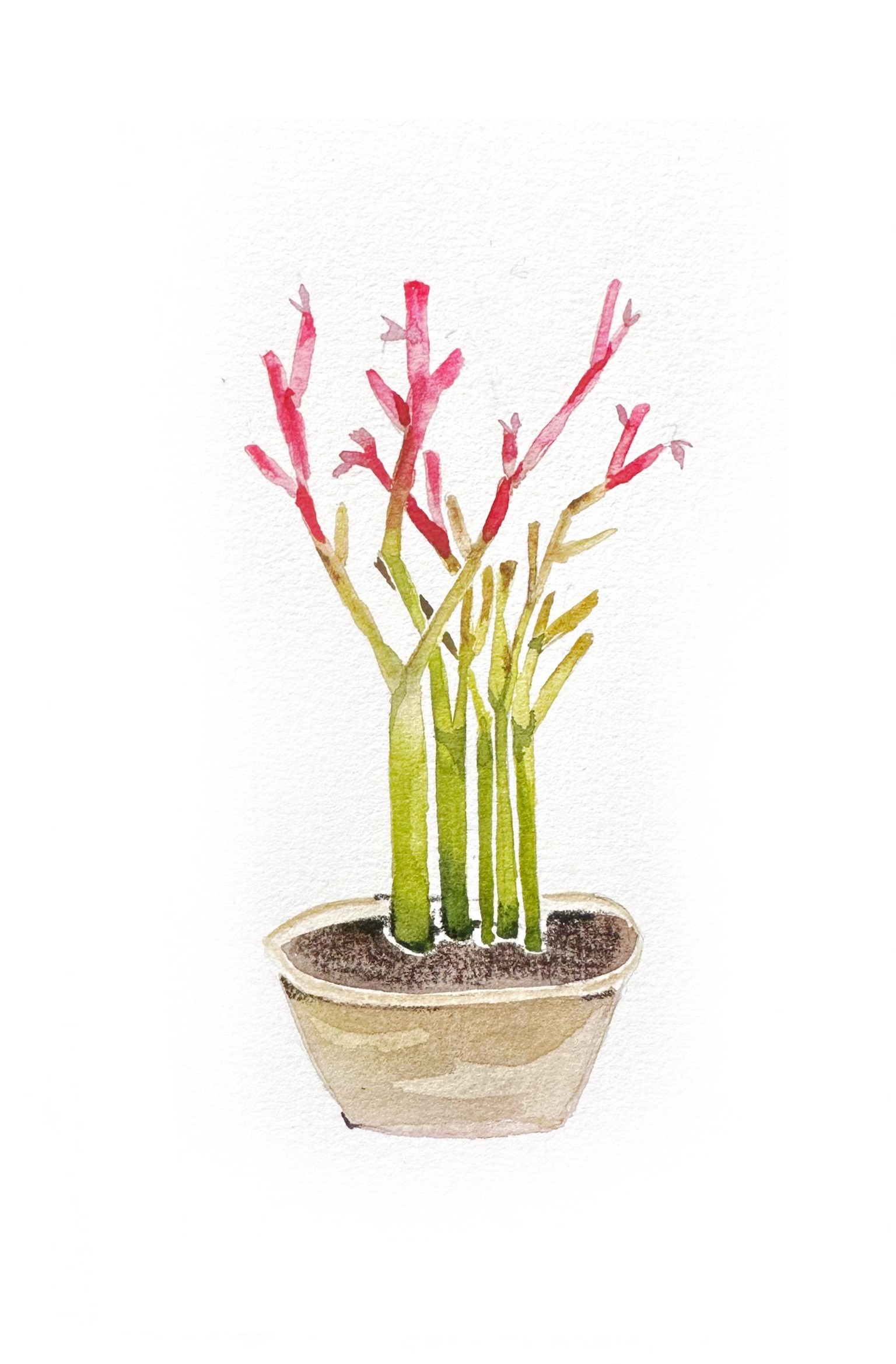 Cacti Project - image 3 - student project