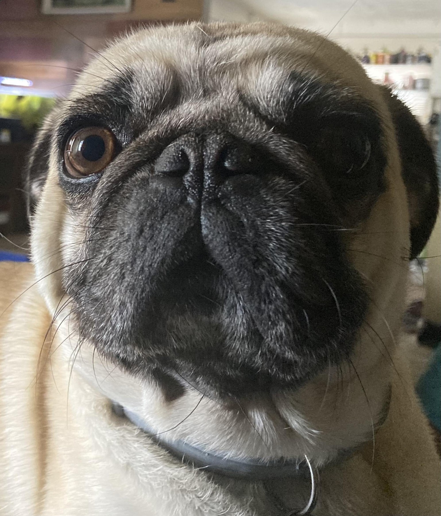 my pug Amigo - image 1 - student project