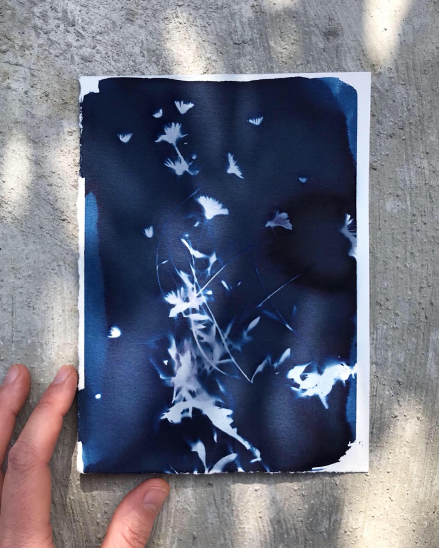 My first cyanotypes - image 1 - student project