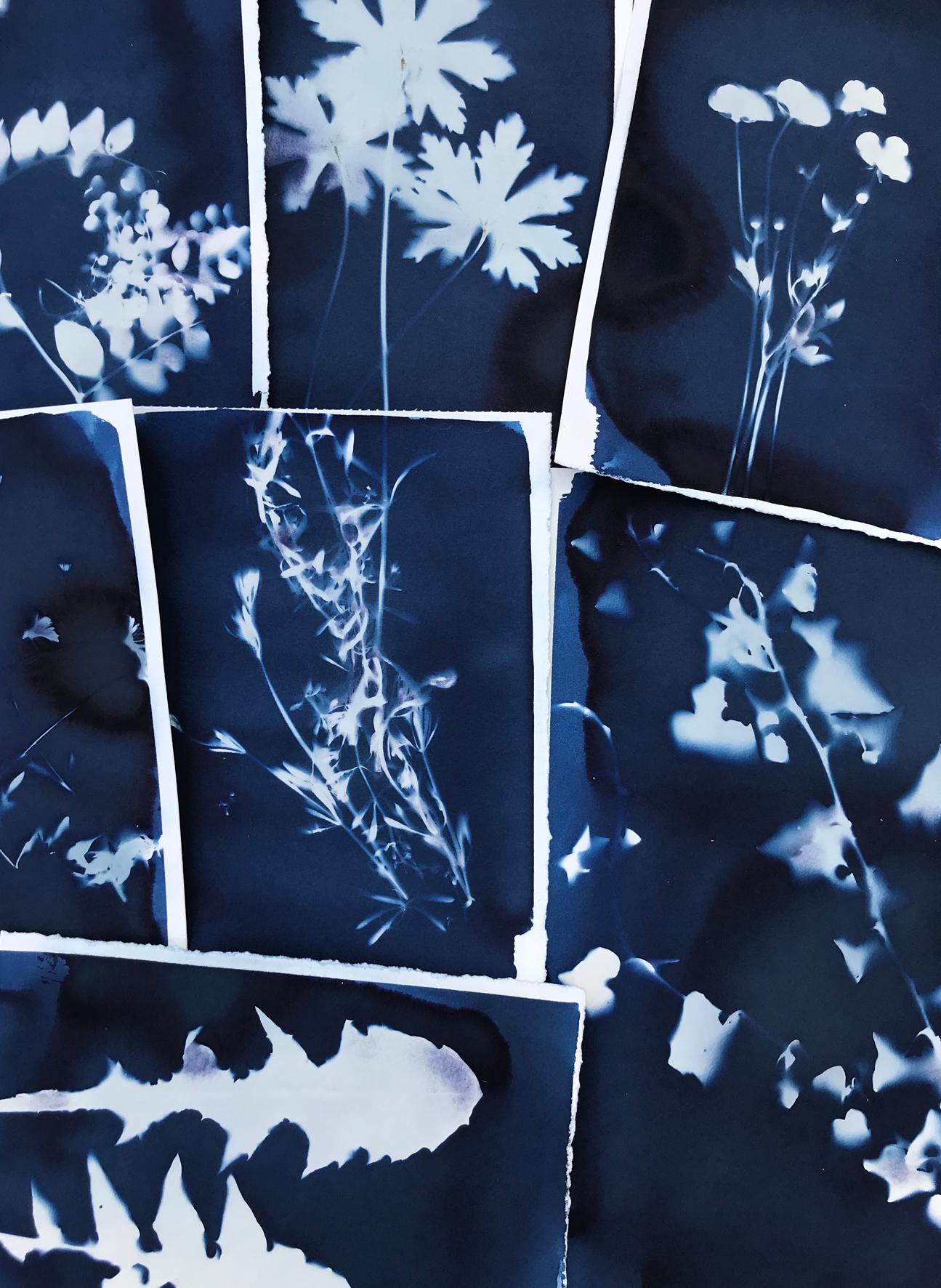 My first cyanotypes - image 2 - student project