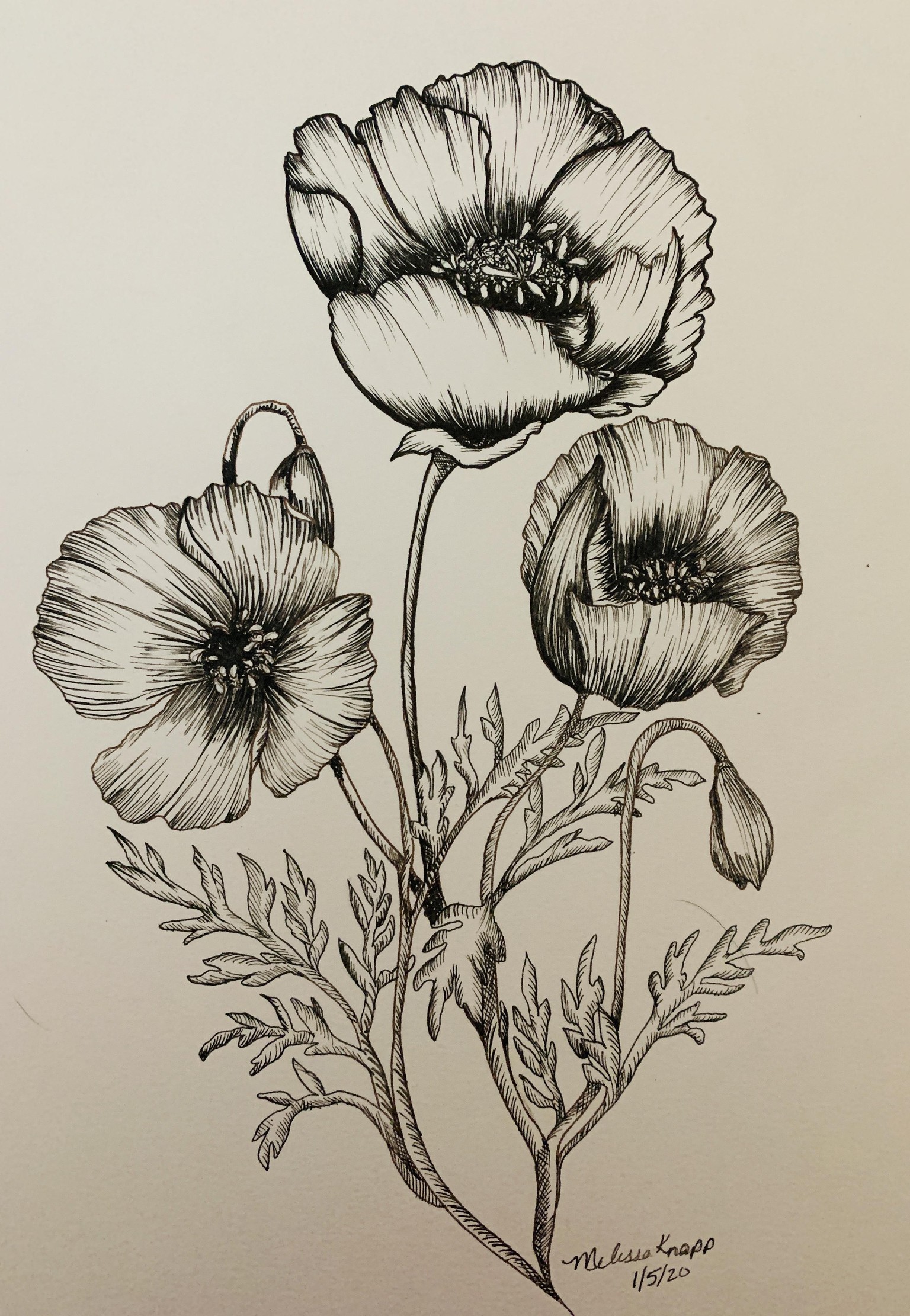Poppies - image 1 - student project