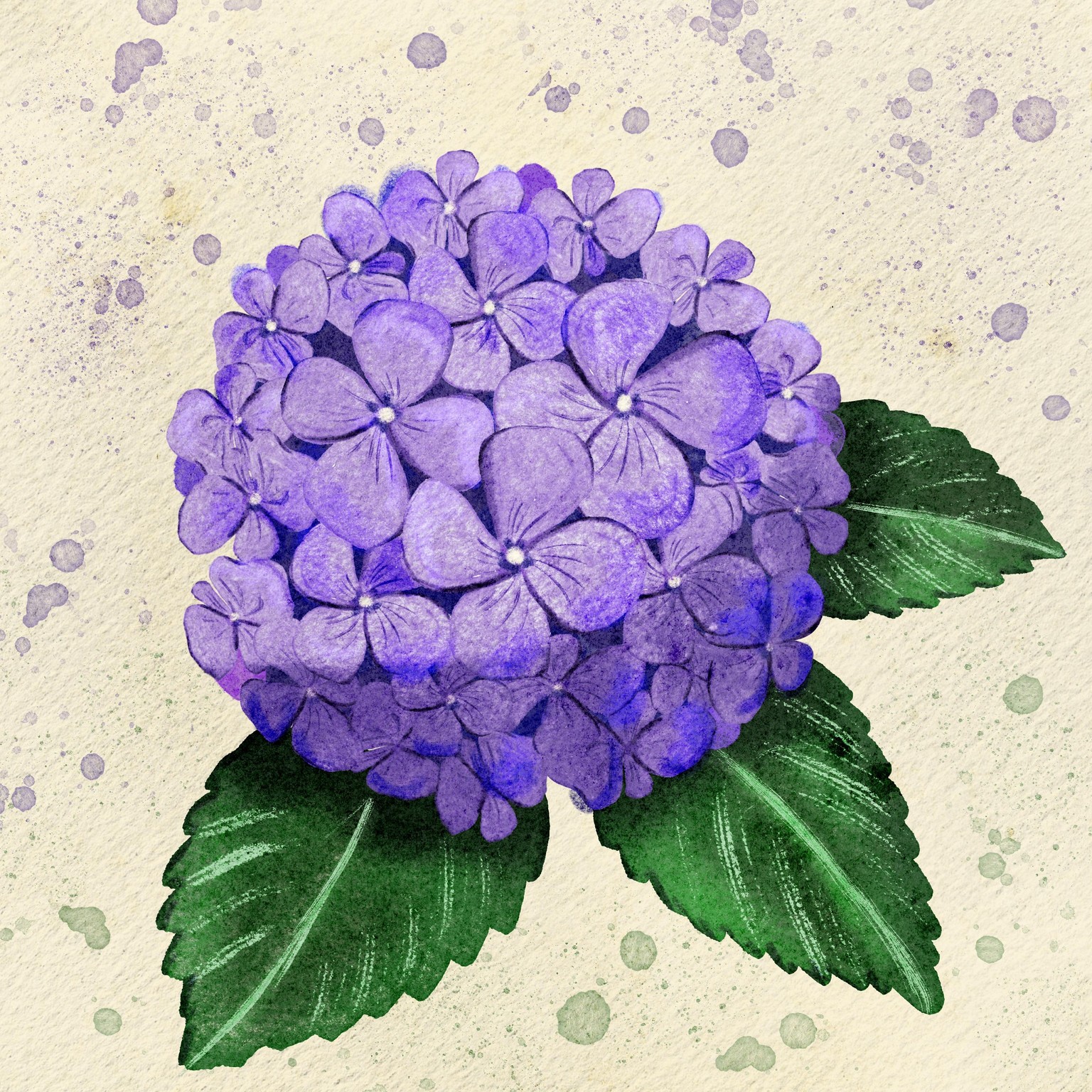 My first Hydrangea - image 1 - student project