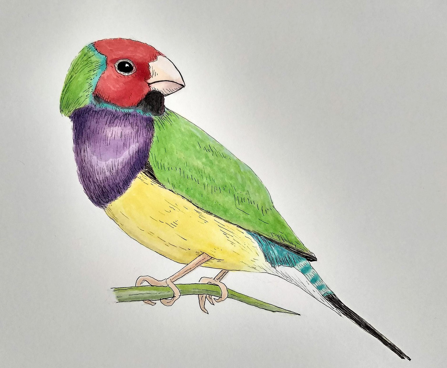Color Layering and the Tanager - image 2 - student project