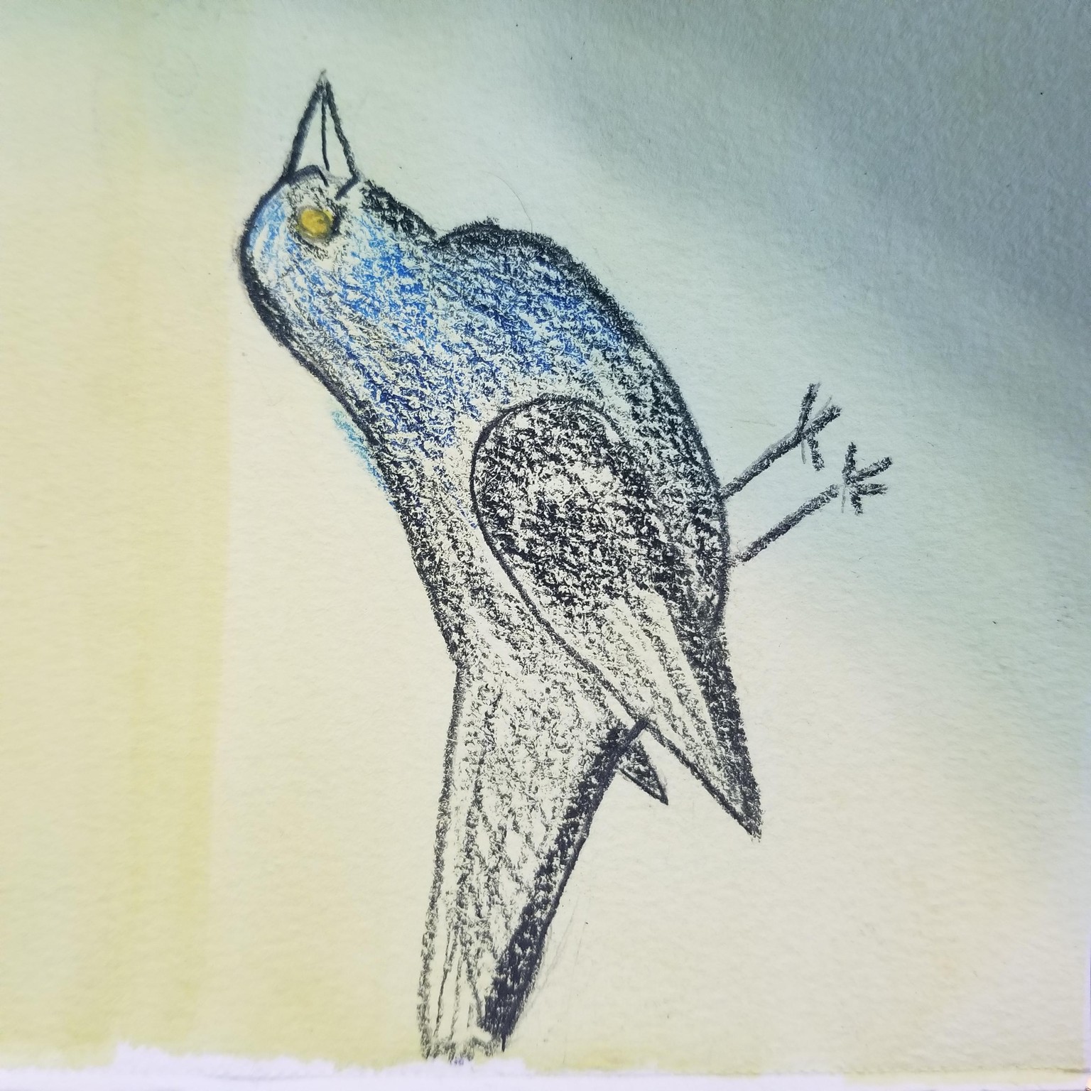 Common Grackle - image 1 - student project