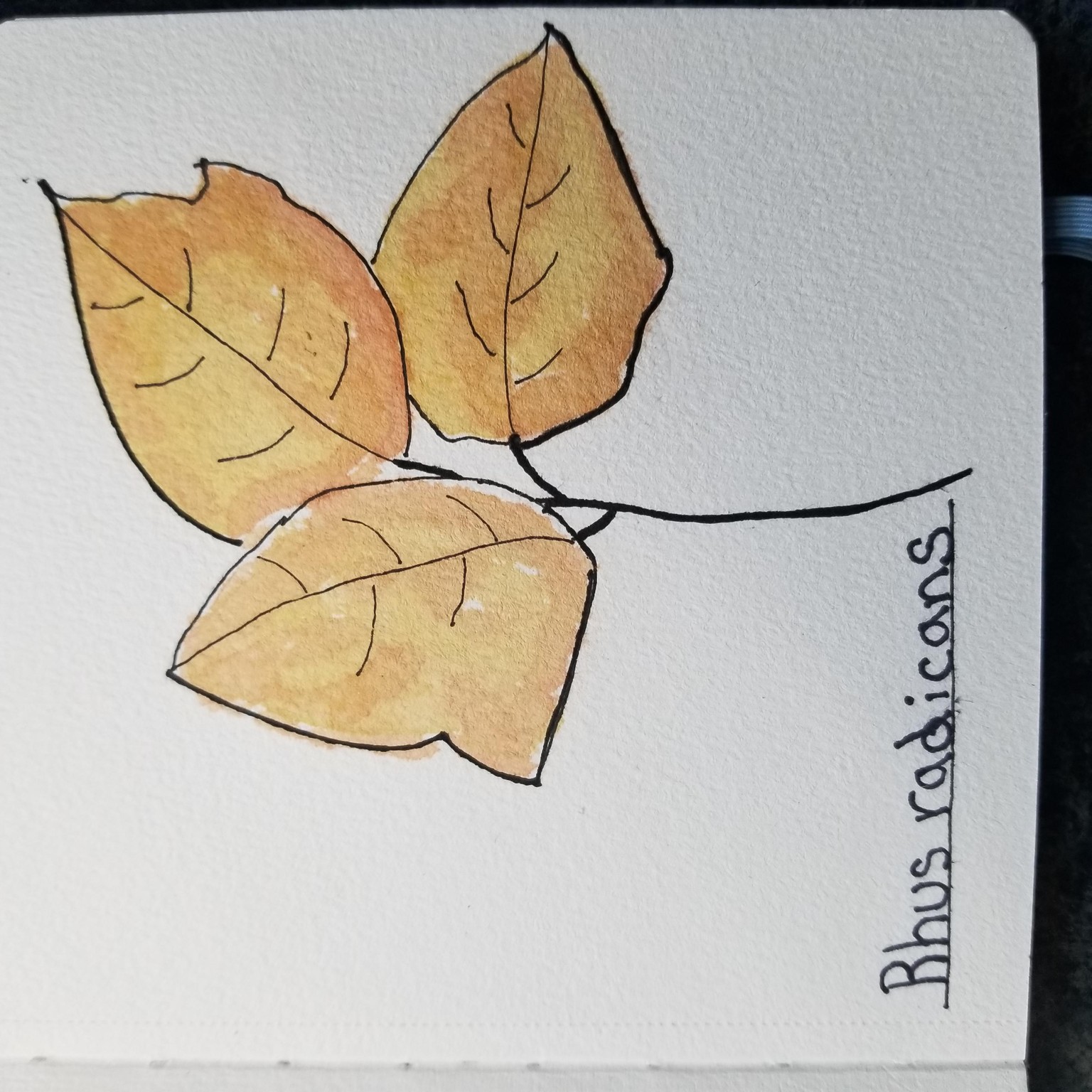 Poison Ivy - image 1 - student project
