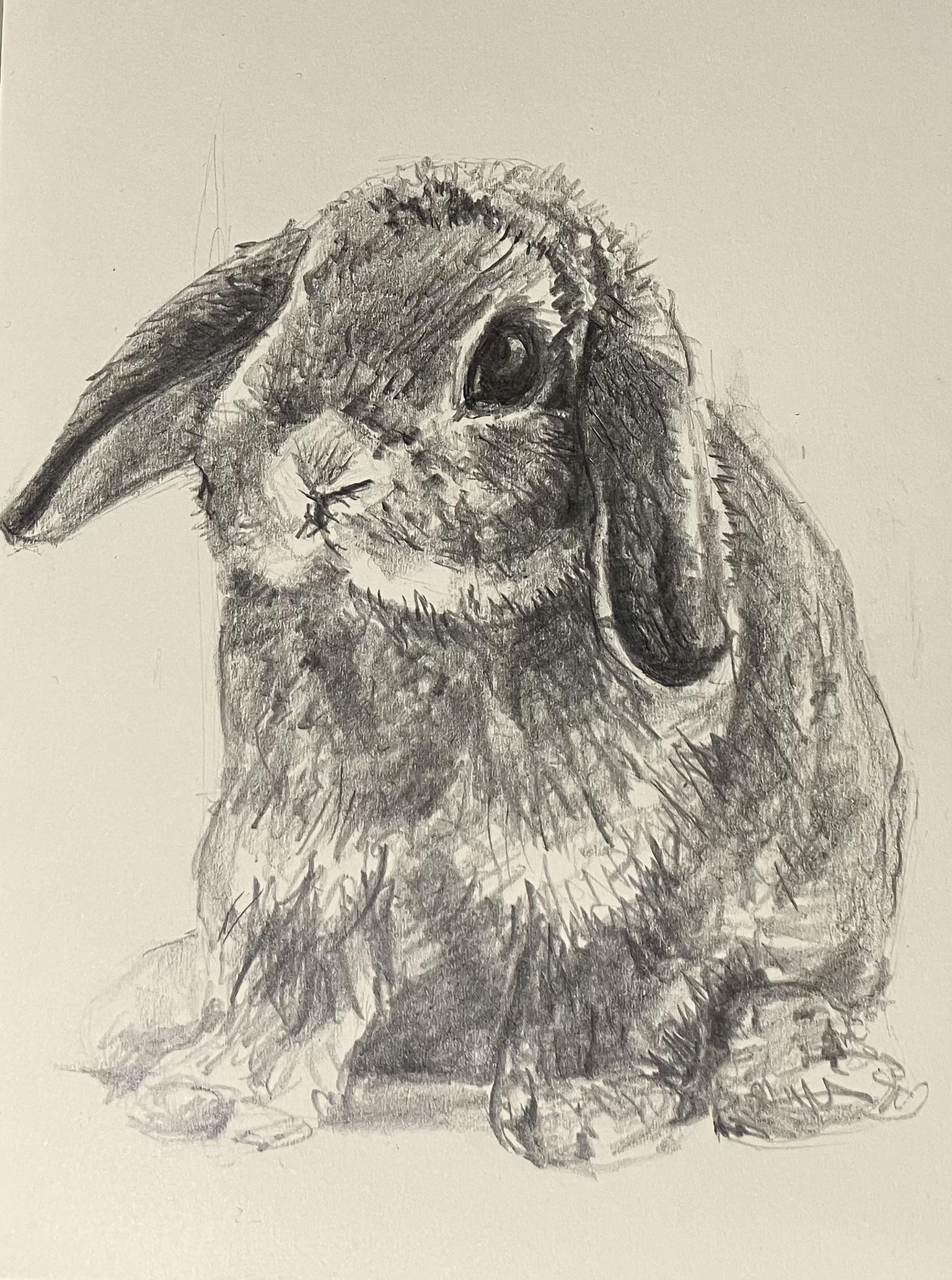 Furry Bun - image 2 - student project