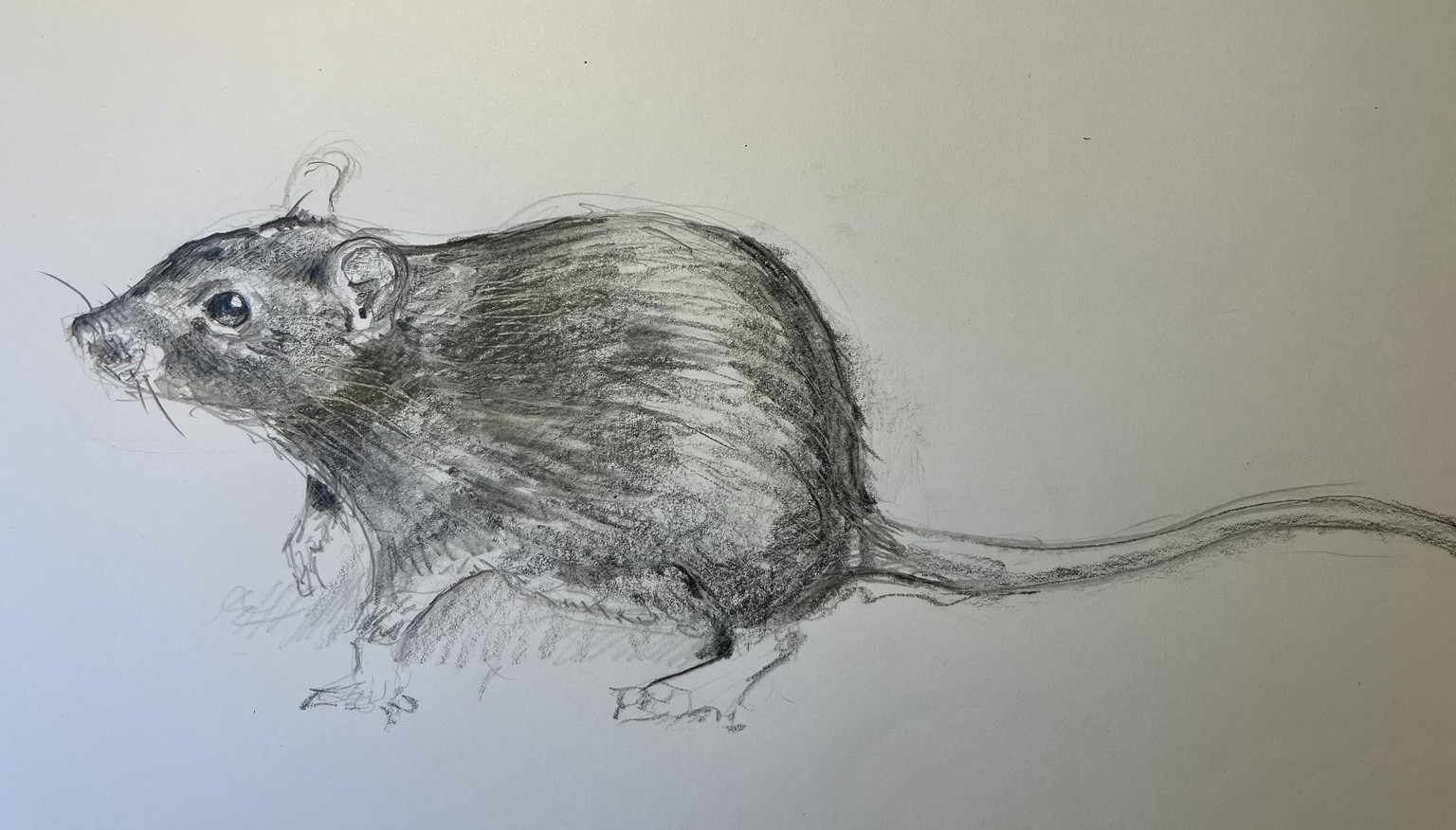 Rat - image 1 - student project