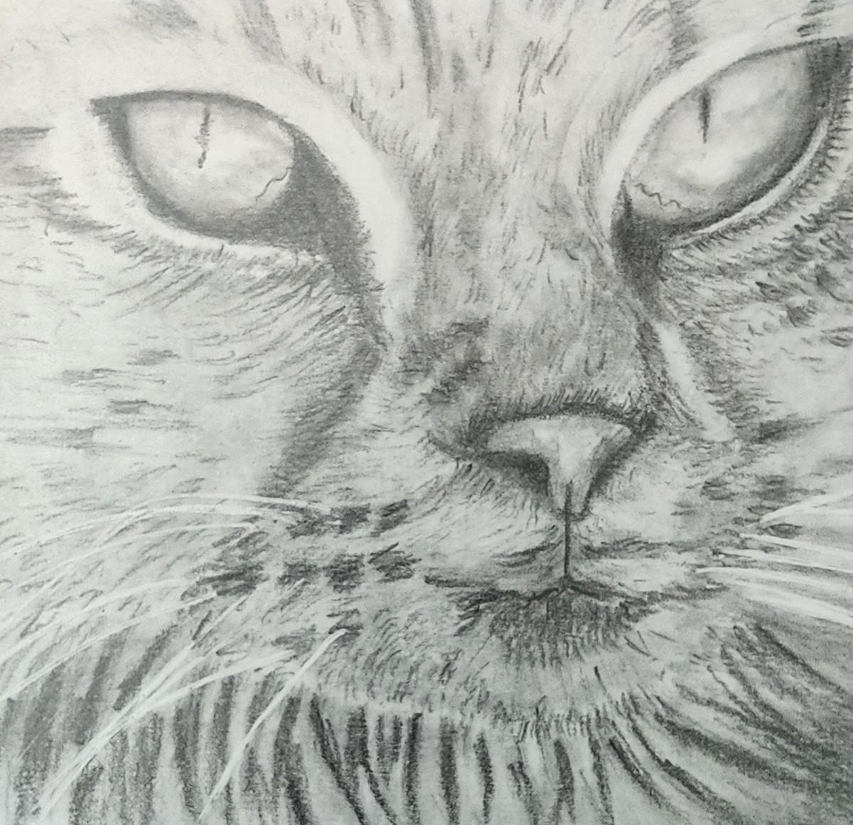 Cat in Graphite - image 1 - student project