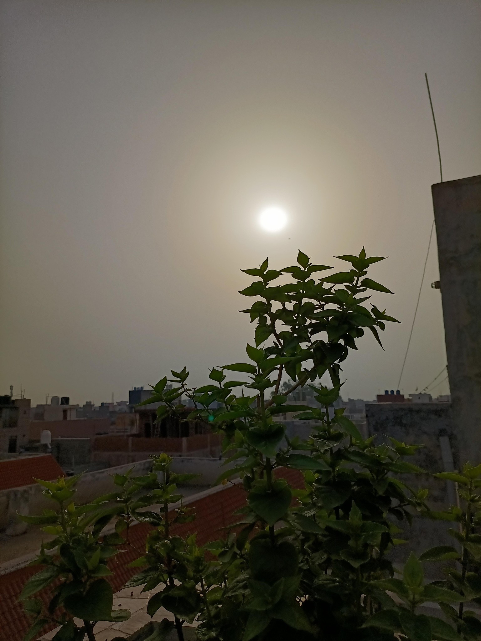 Planting trees, shrubs and herbs - image 2 - student project